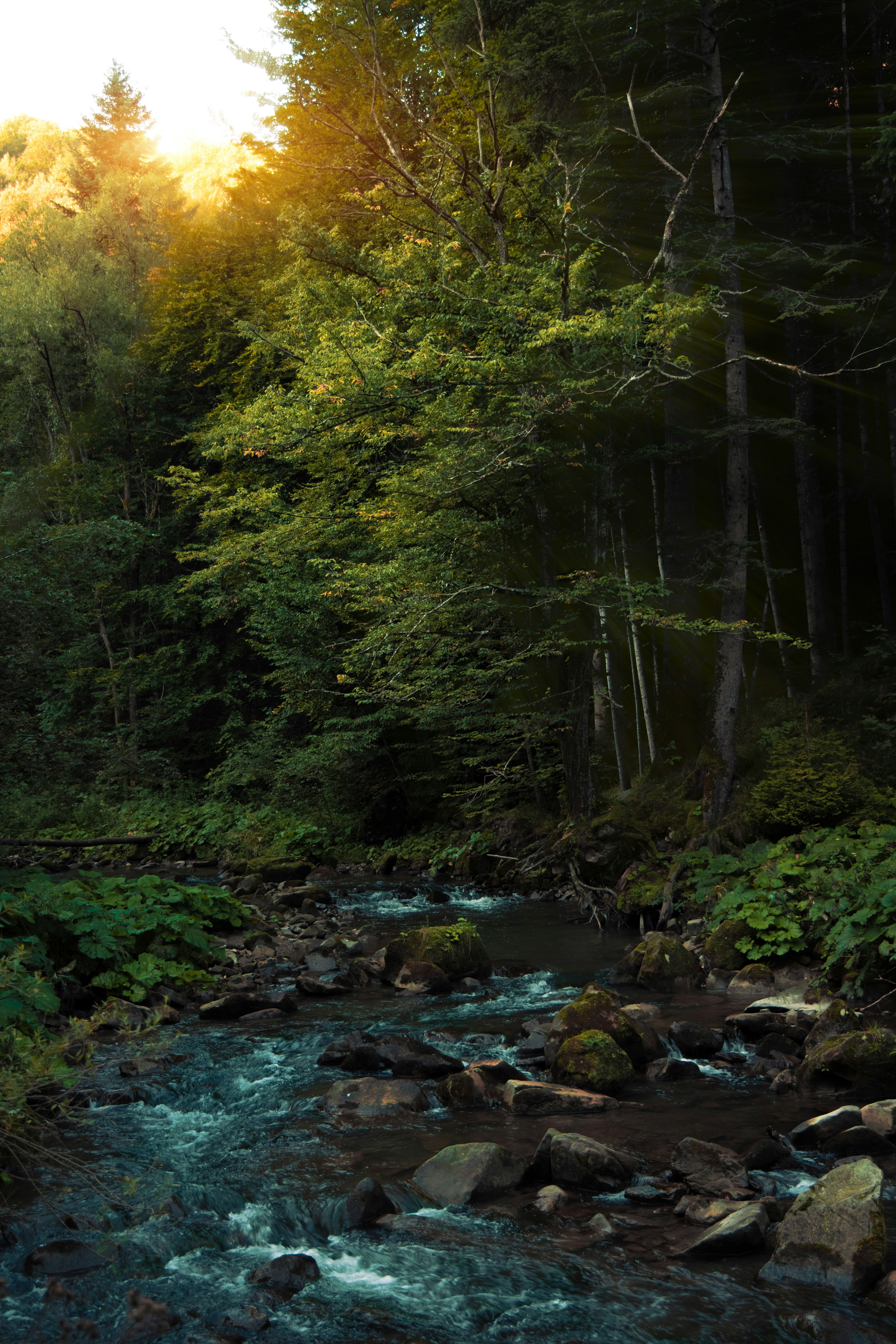 A flowing river through a dense, sunlit forest.
