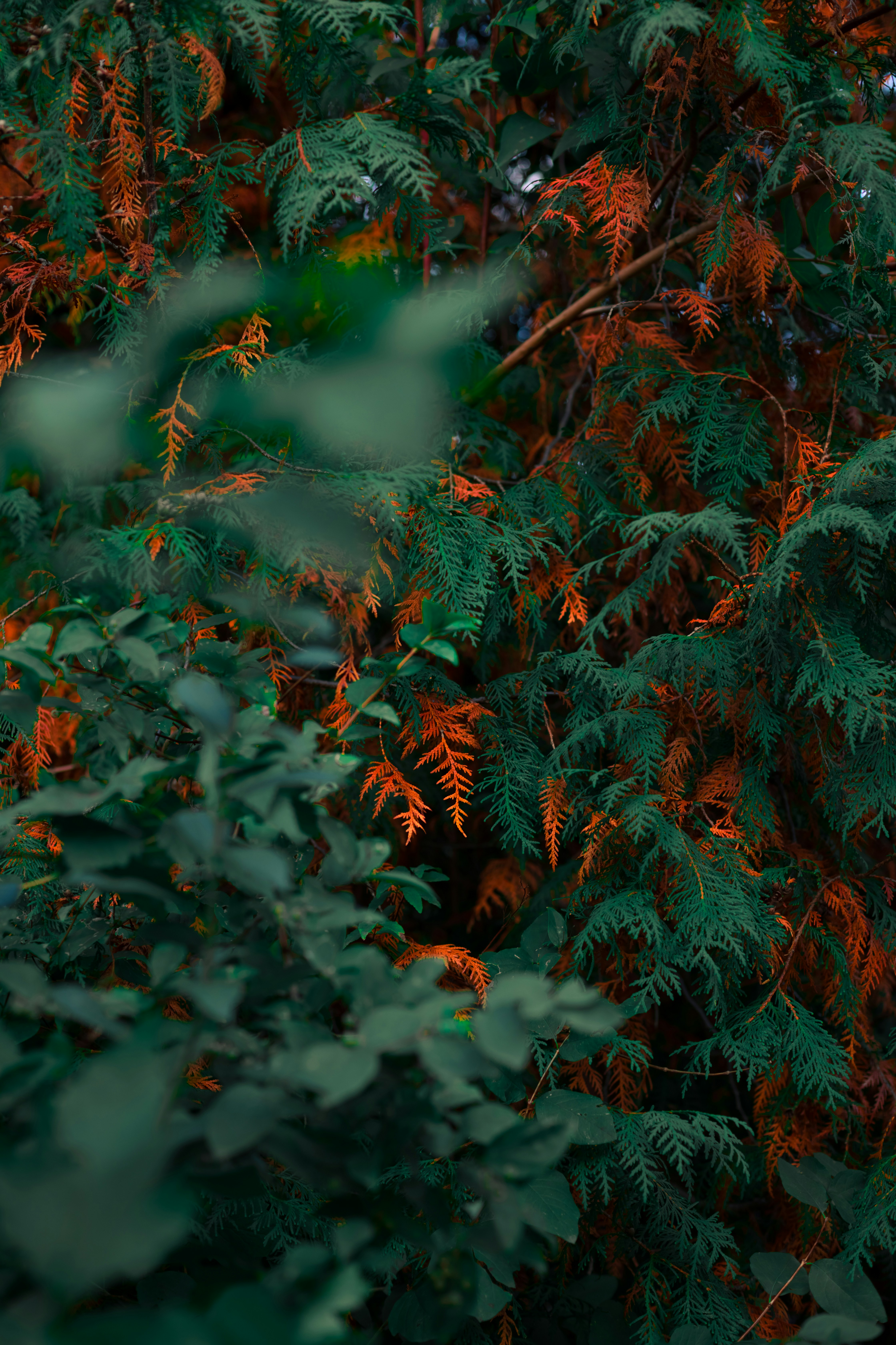 Green and orange leaves on tree branches