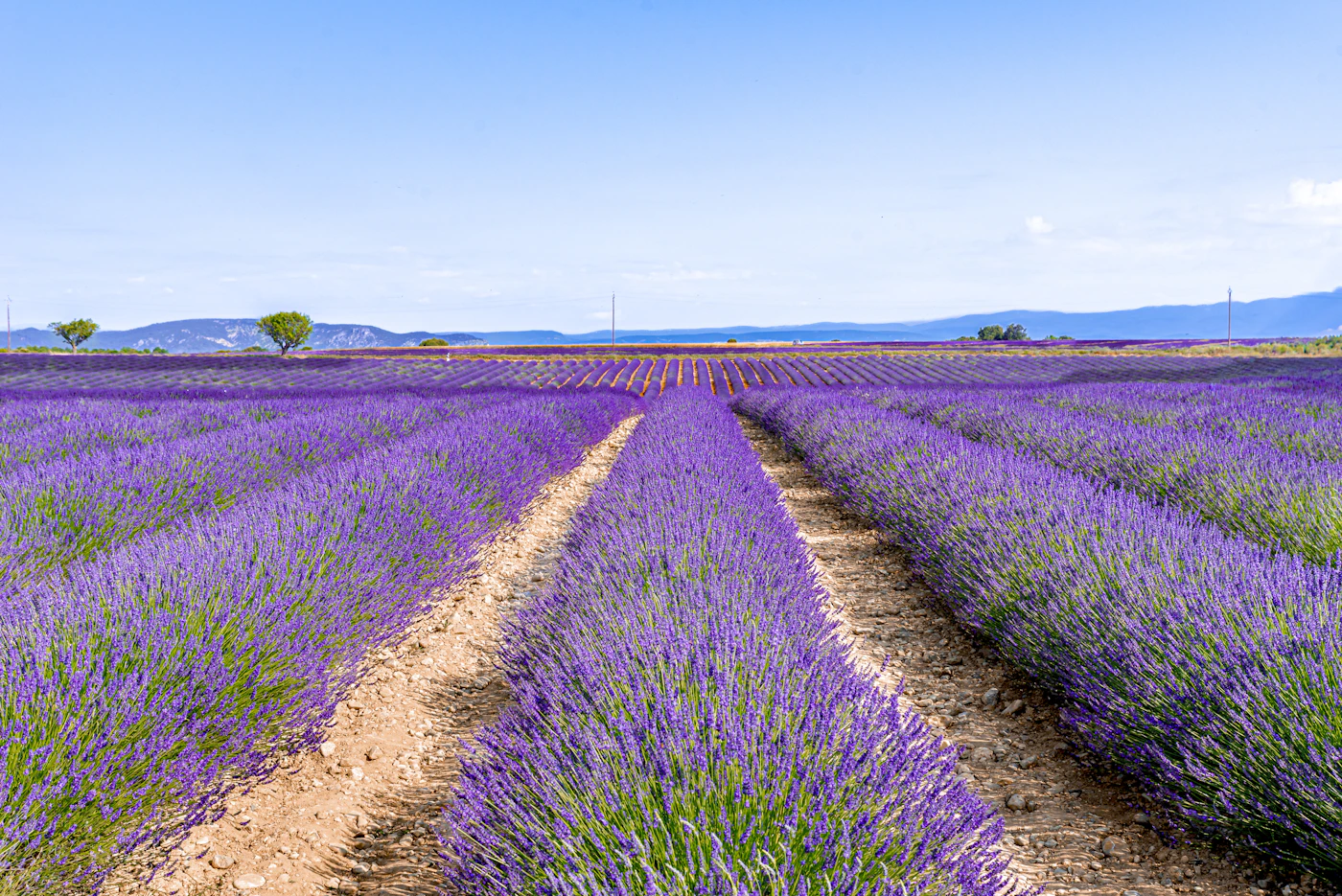 Rows of lavender in bloom under a clear sky in Provence, France