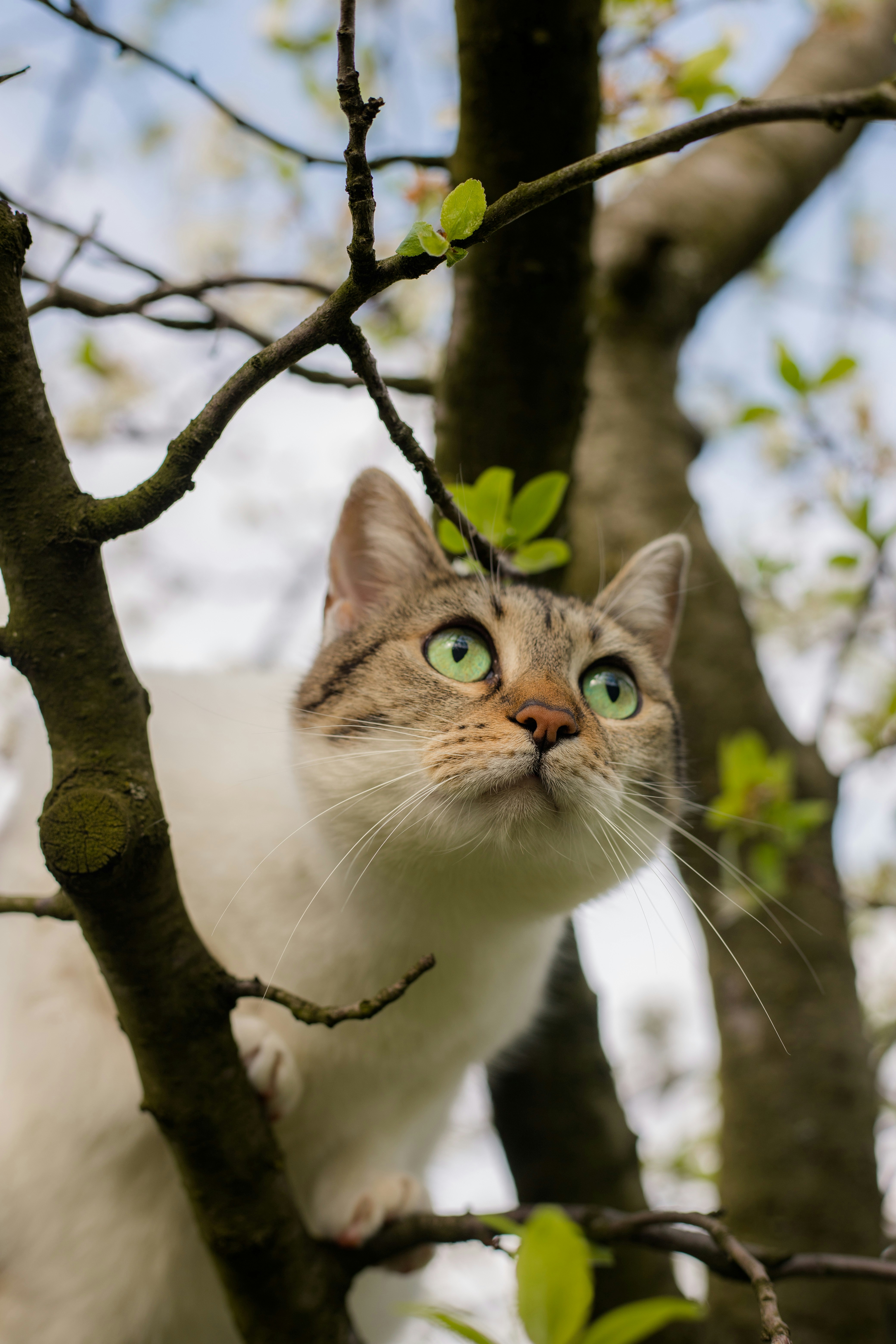 Un gatto si siede appollaiato su un ramo di un albero.