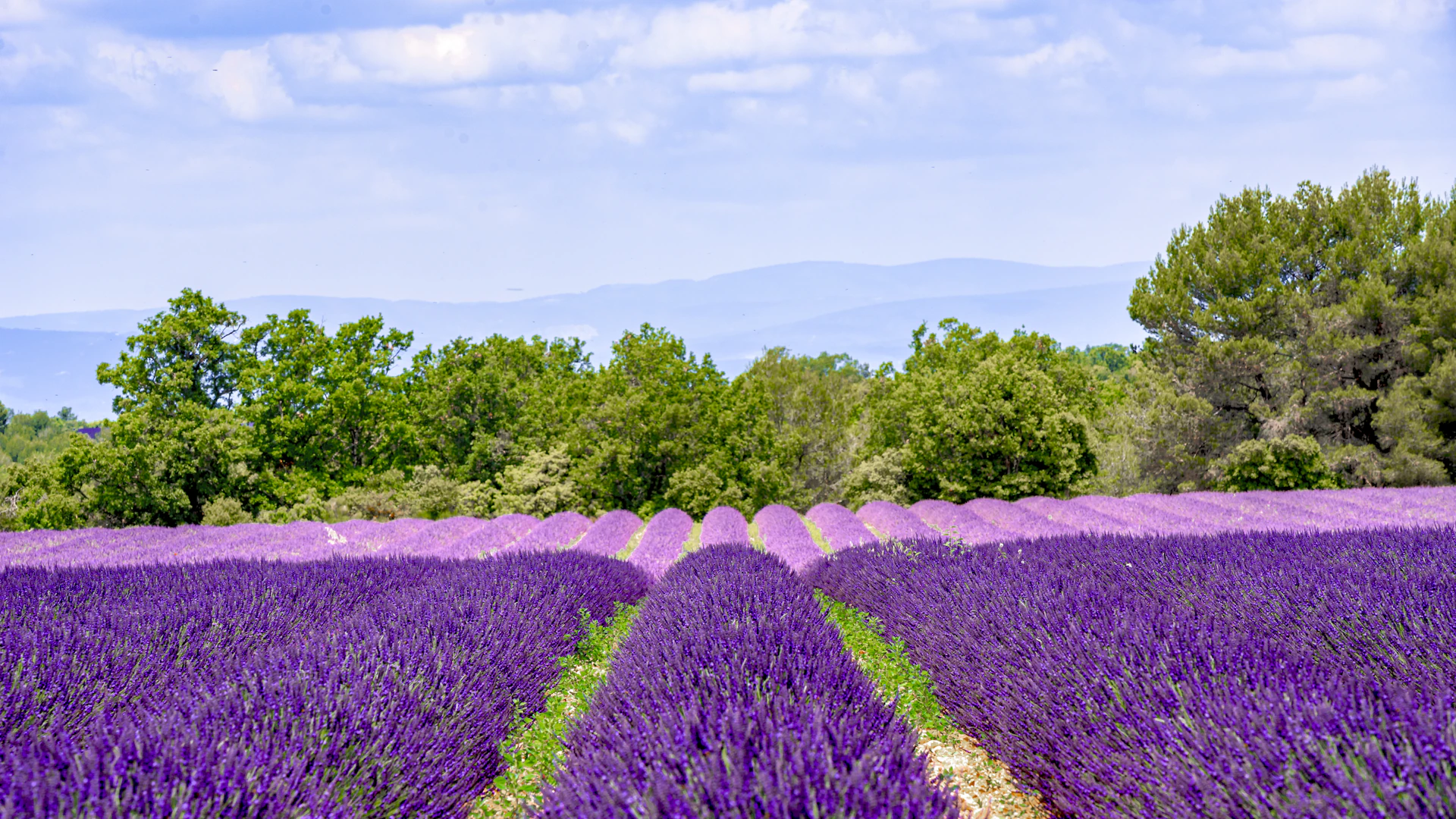 Rows of vibrant purple lavender fields under a blue sky.
