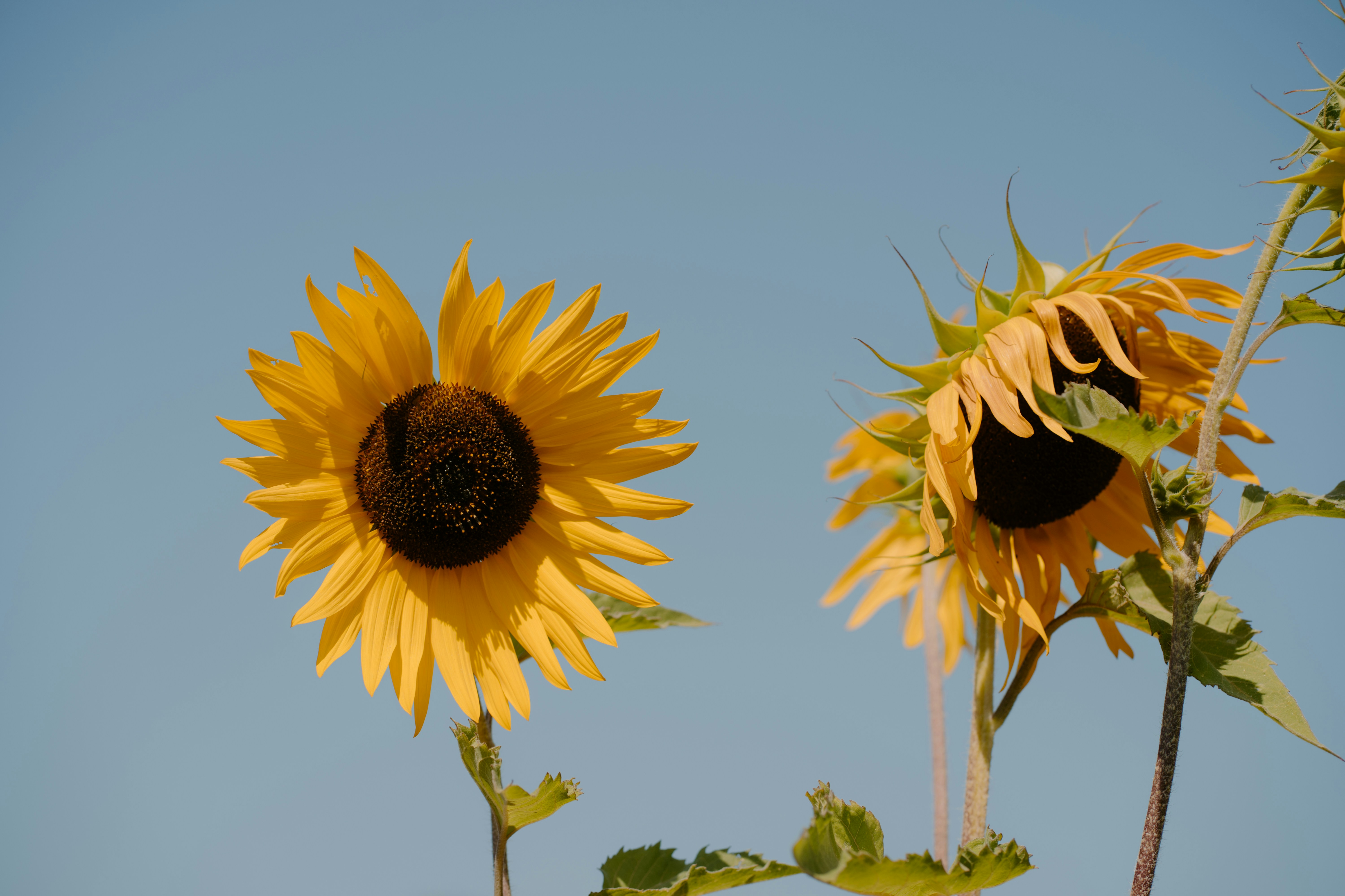 Ένα πεδίο με ηλιοτρόπια σε μια ηλιόλουστη μέρα