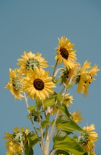 Several sunflowers bloom against a clear blue sky.