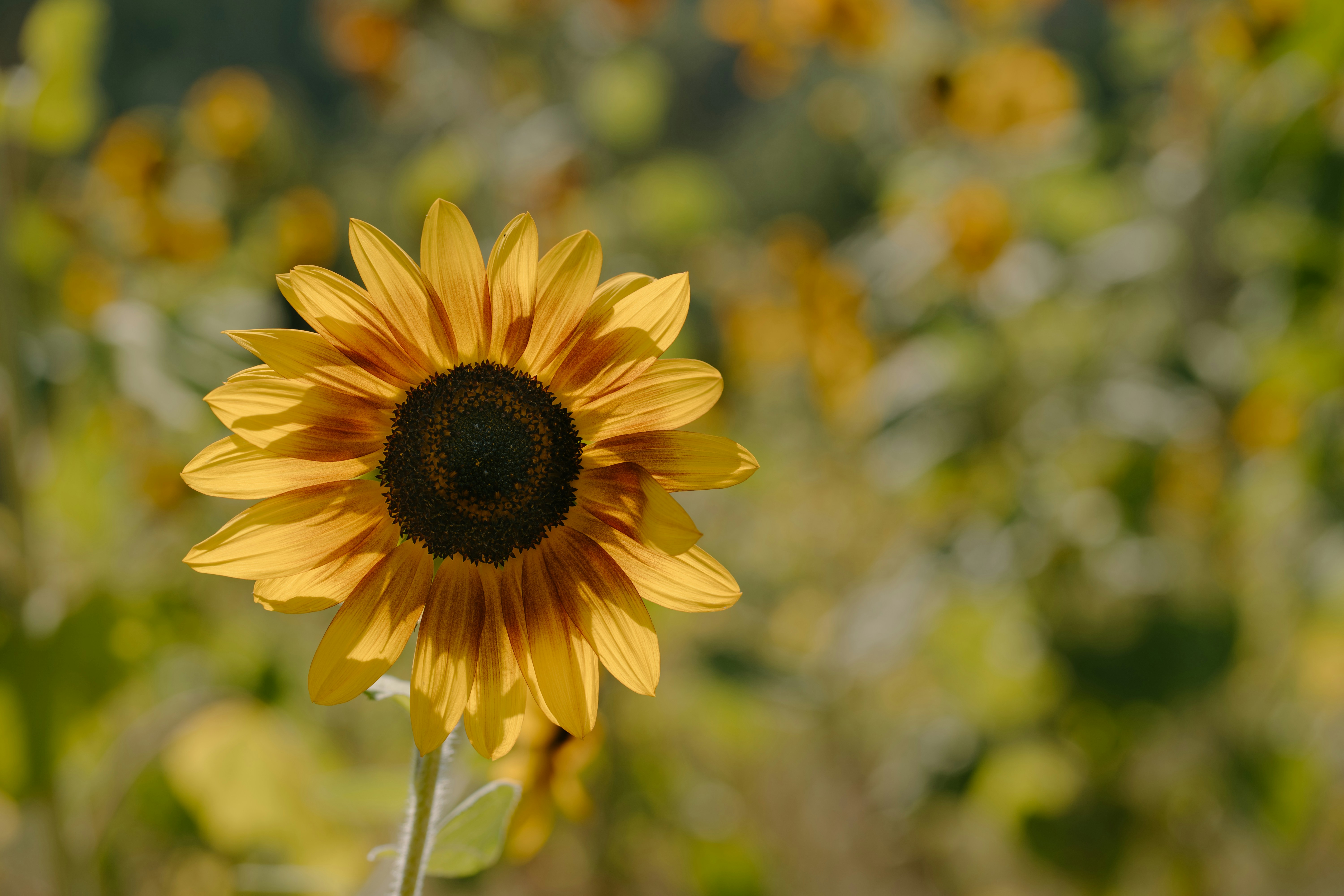 Photo by emilyirenephotoco