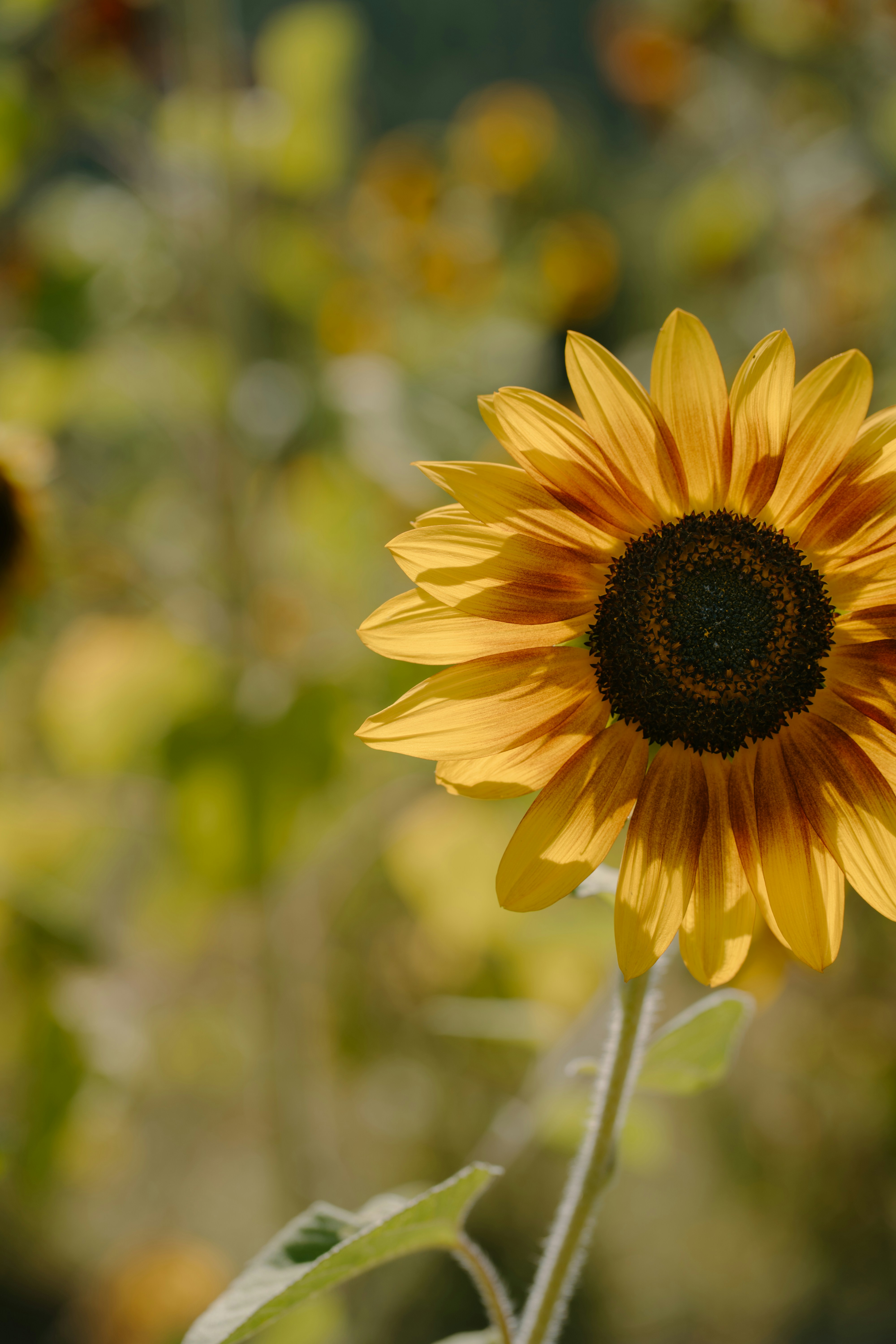 Photo by emilyirenephotoco