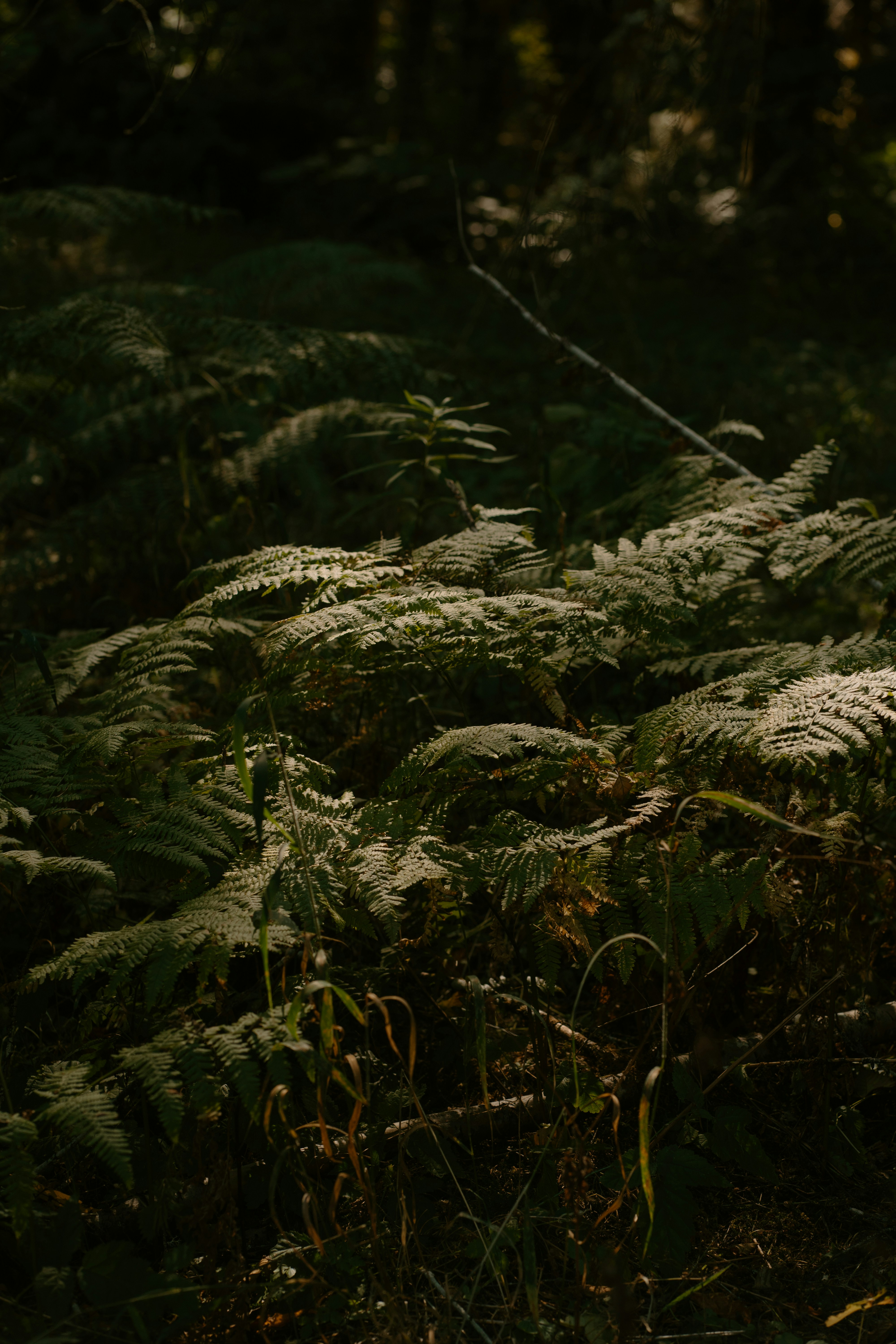 Photo by emilyirenephotoco