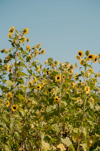 Field of sunflowers under a clear blue sky