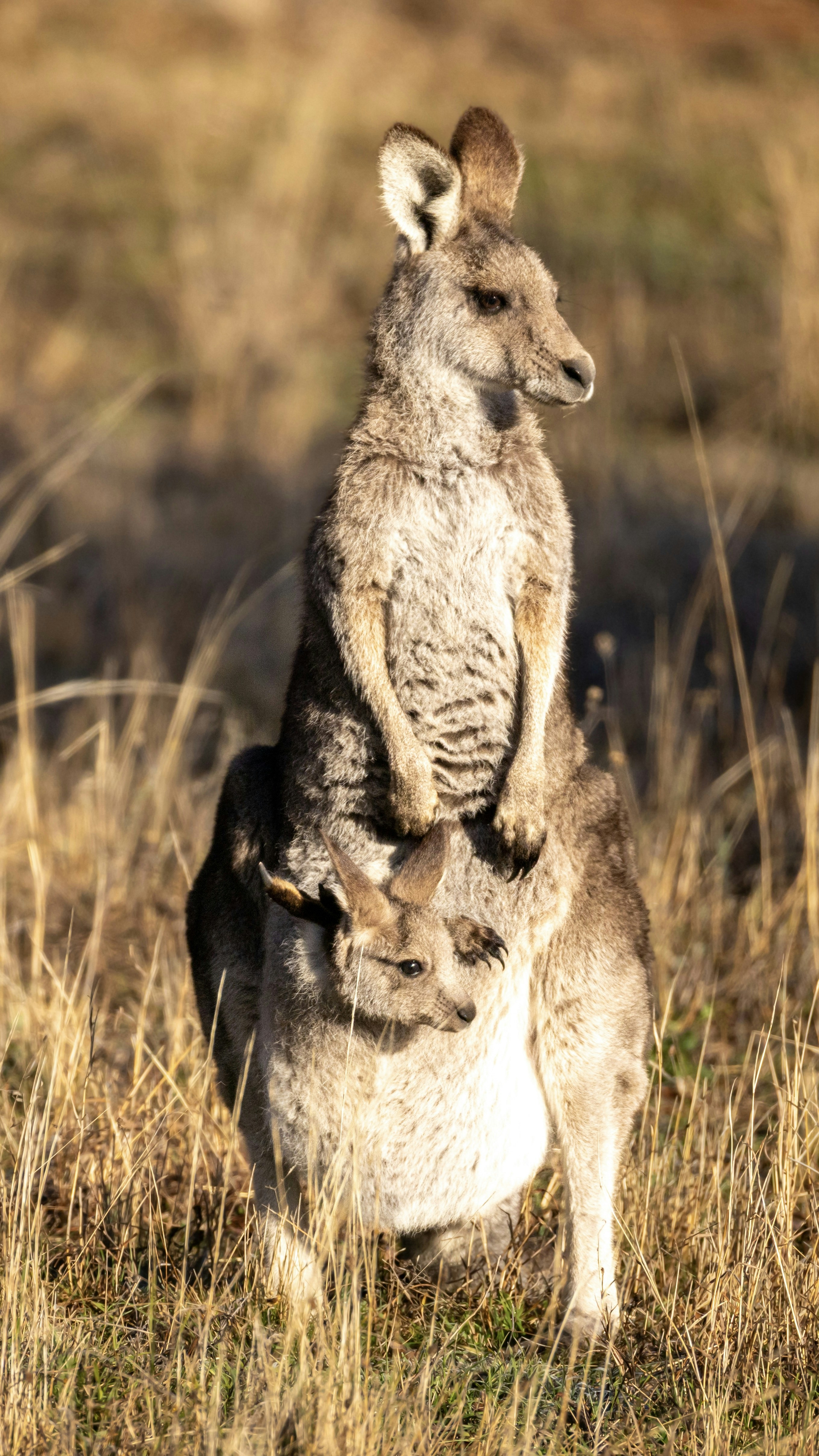 Mother kangaroo with joey in pouch in dry grass