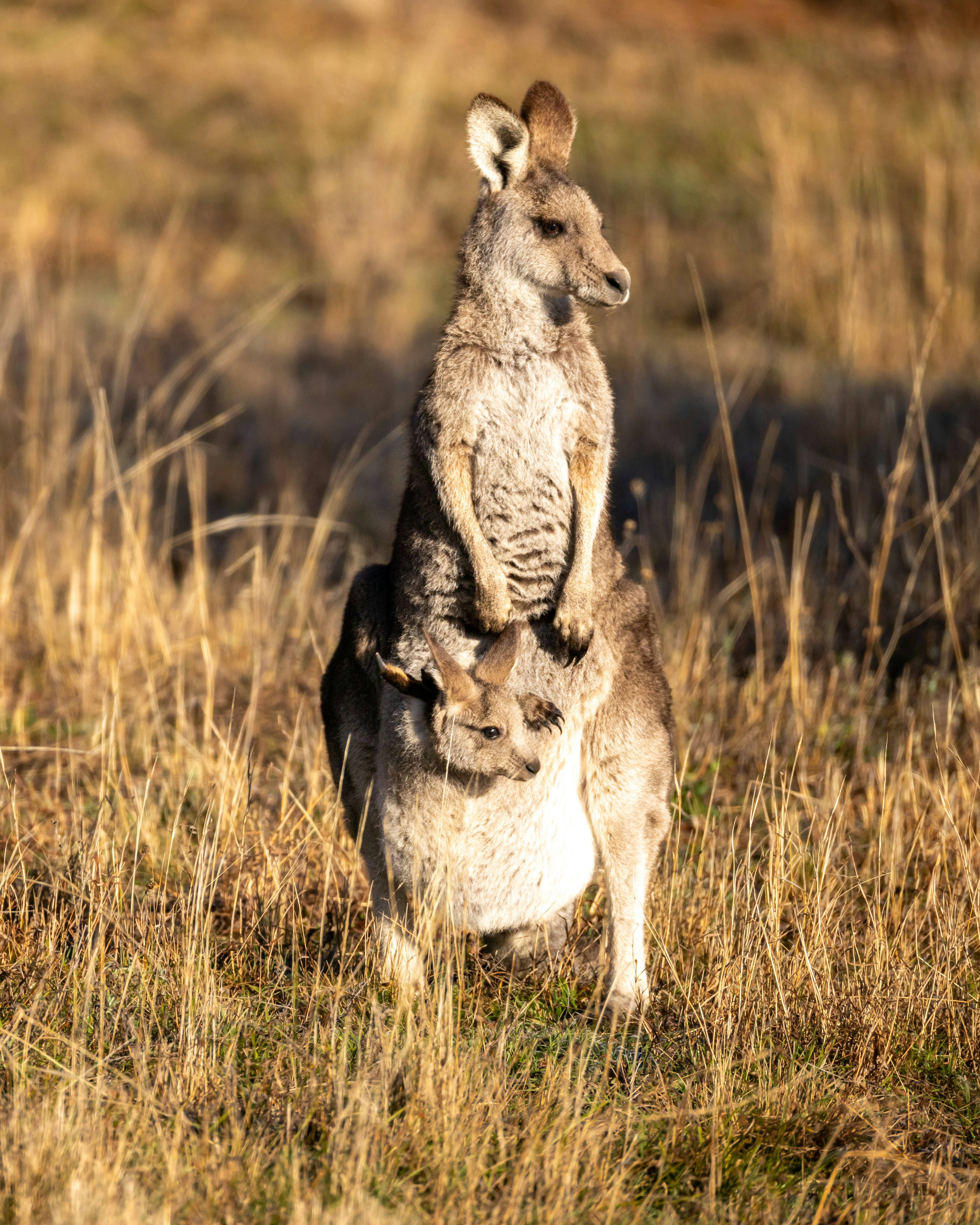 Kangaroo with joey in pouch stands in dry grass