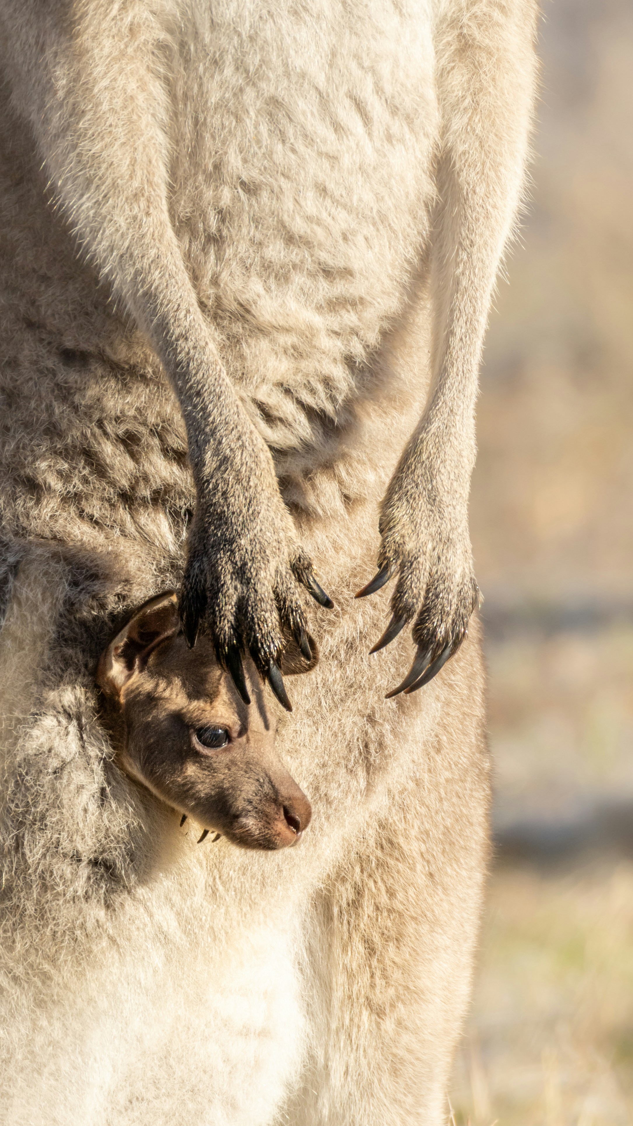 A joey peeking out of its mother's pouch.
