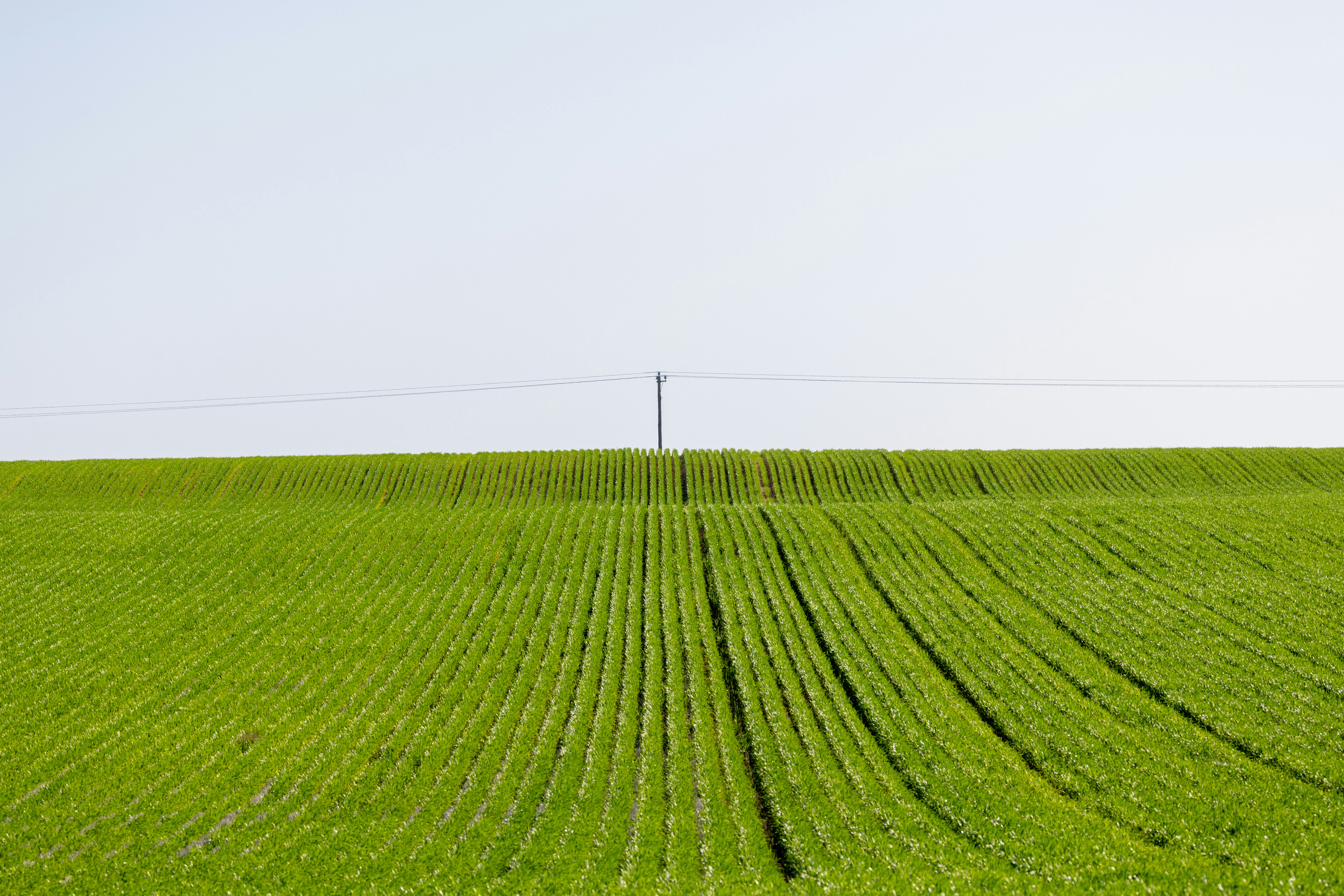 Rows of green crops under a clear sky
