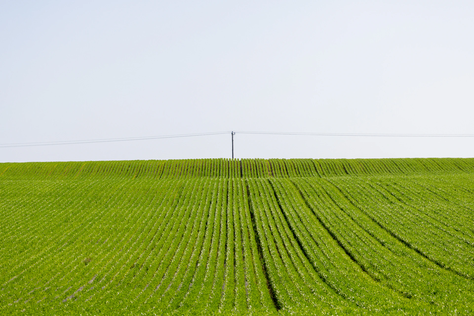 Rows of green crops under a clear sky