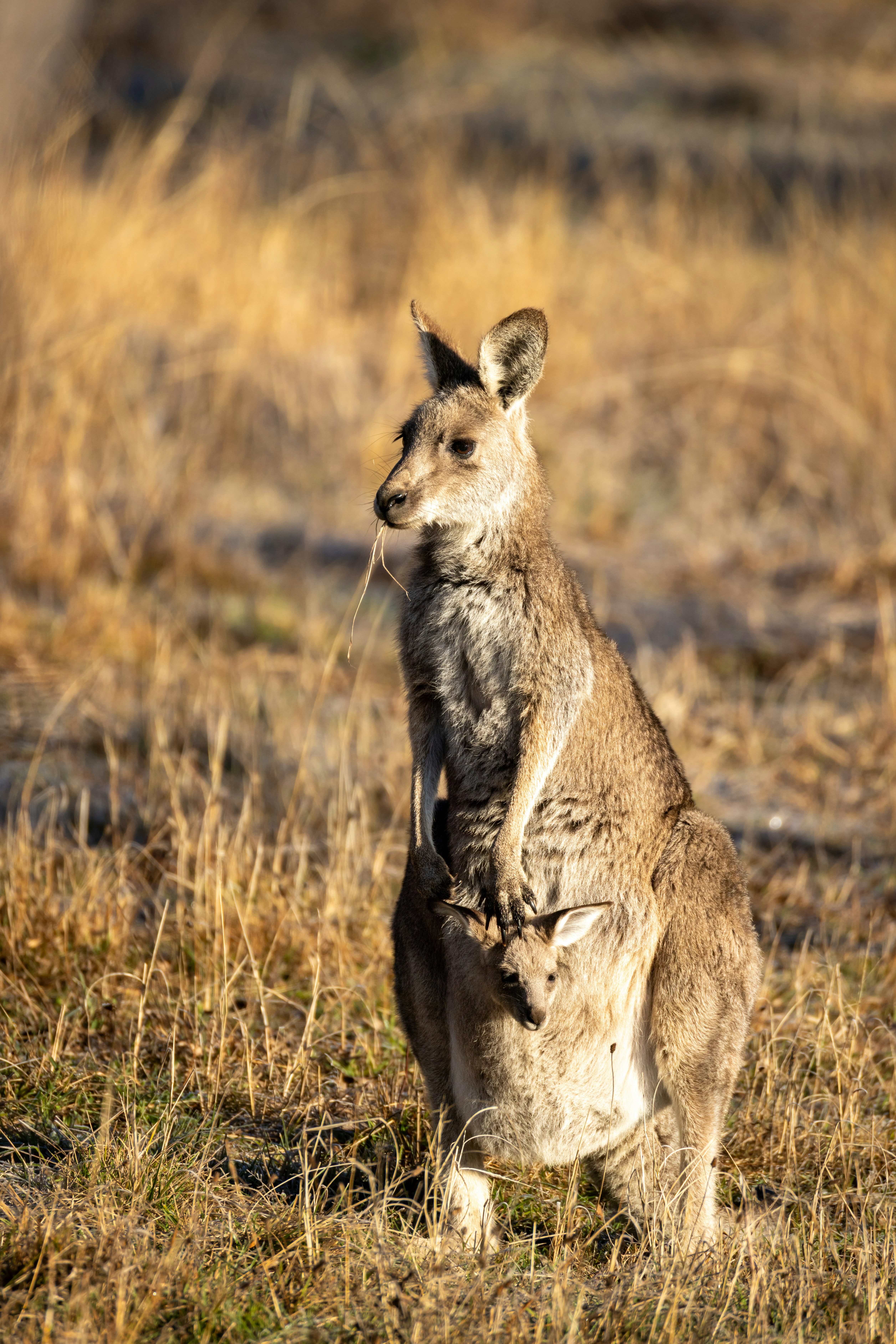 Kangaroo with joey in pouch in dry grass