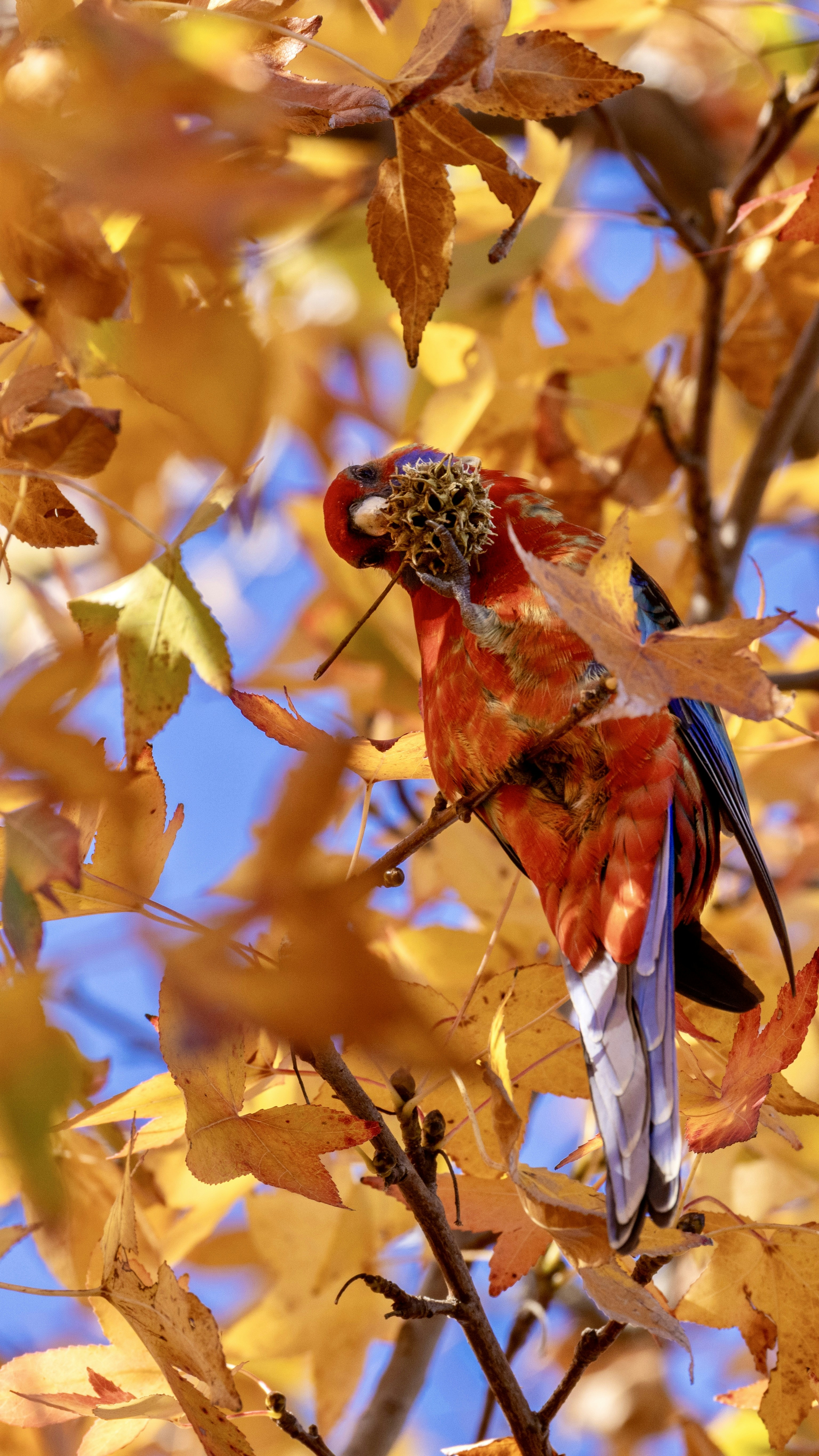 A red parrot sits on a branch with autumn leaves.
