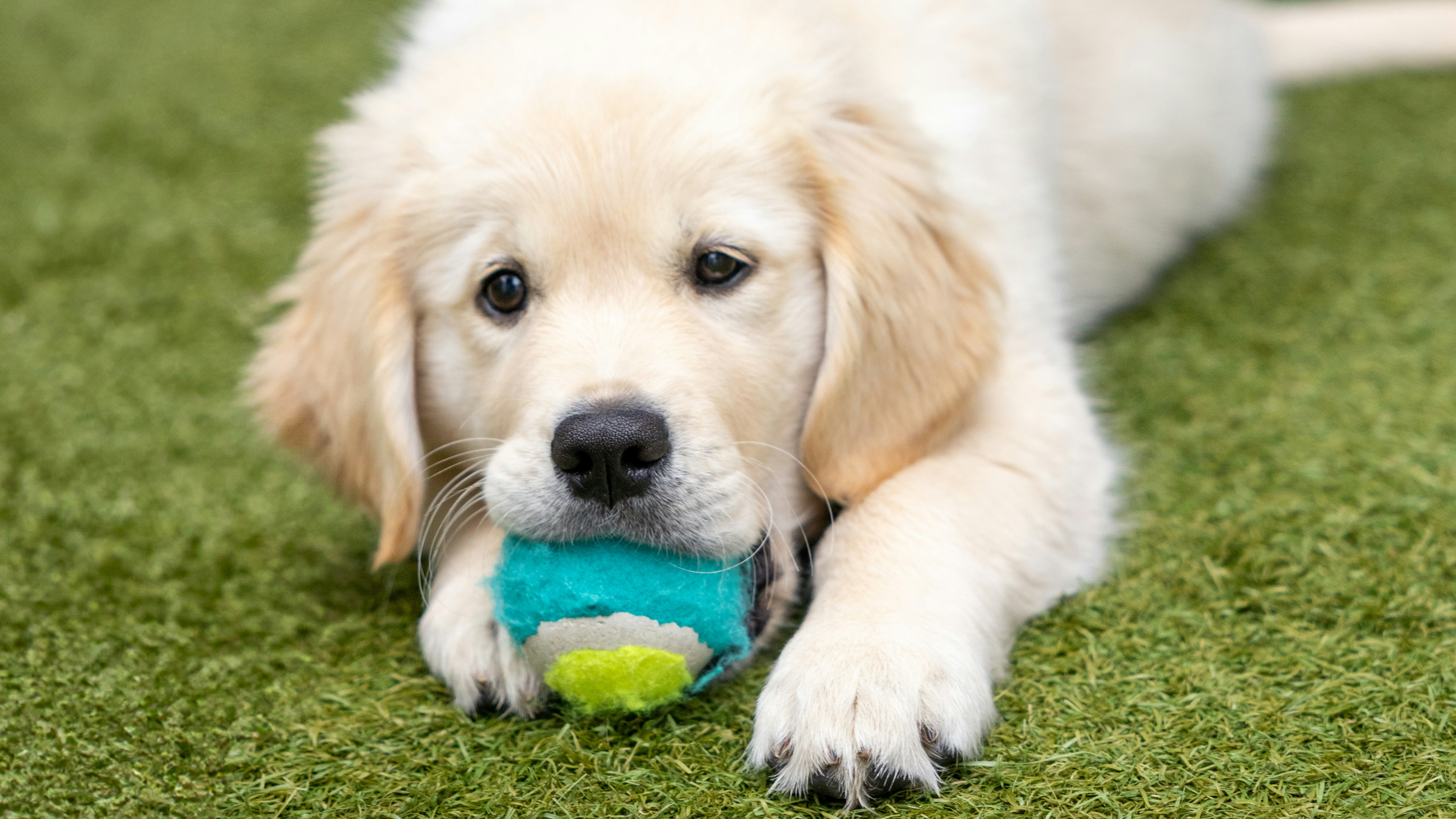 Golden retriever puppy chewing on a toy ball