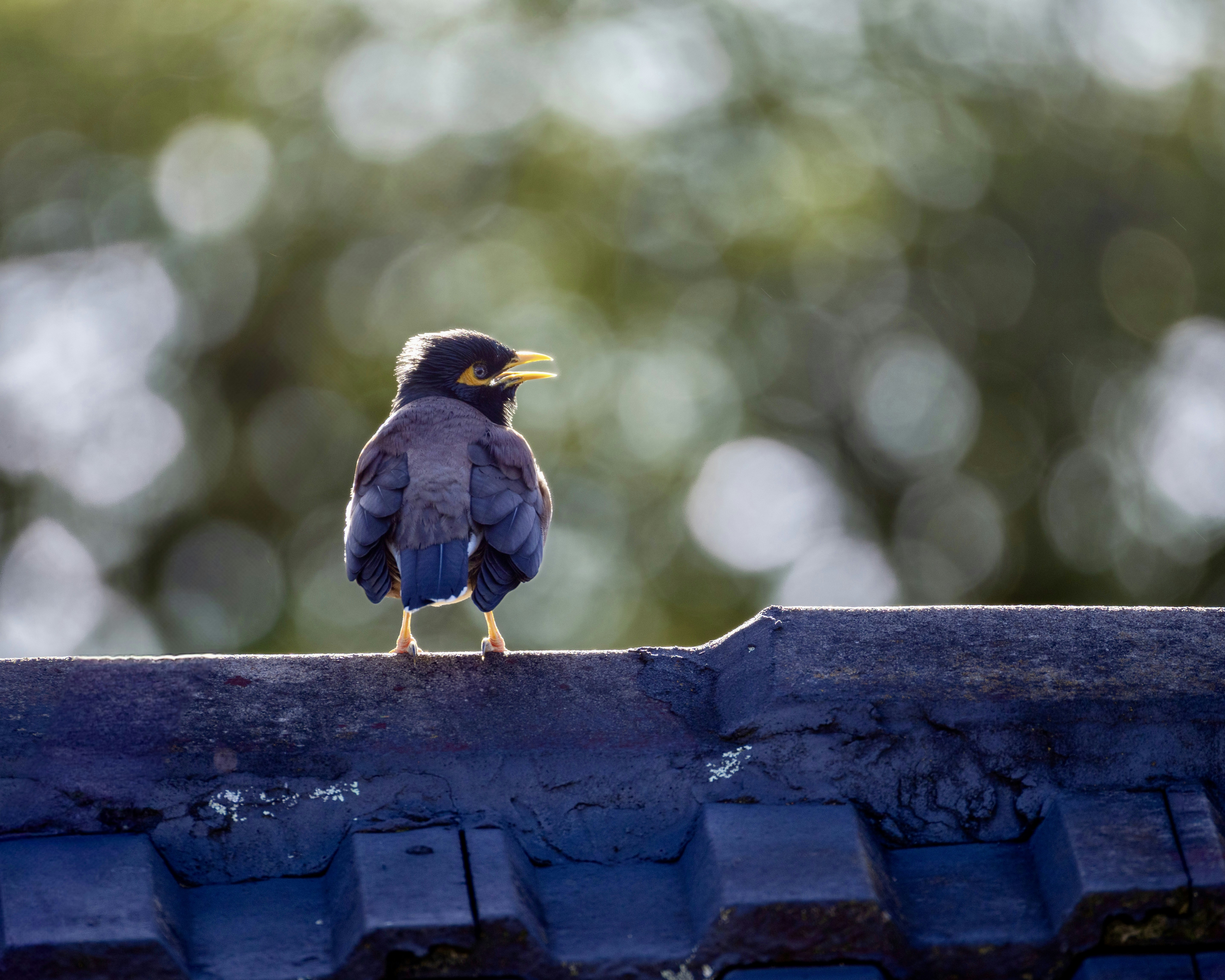 A bird perched on a rooftop with blurred green background