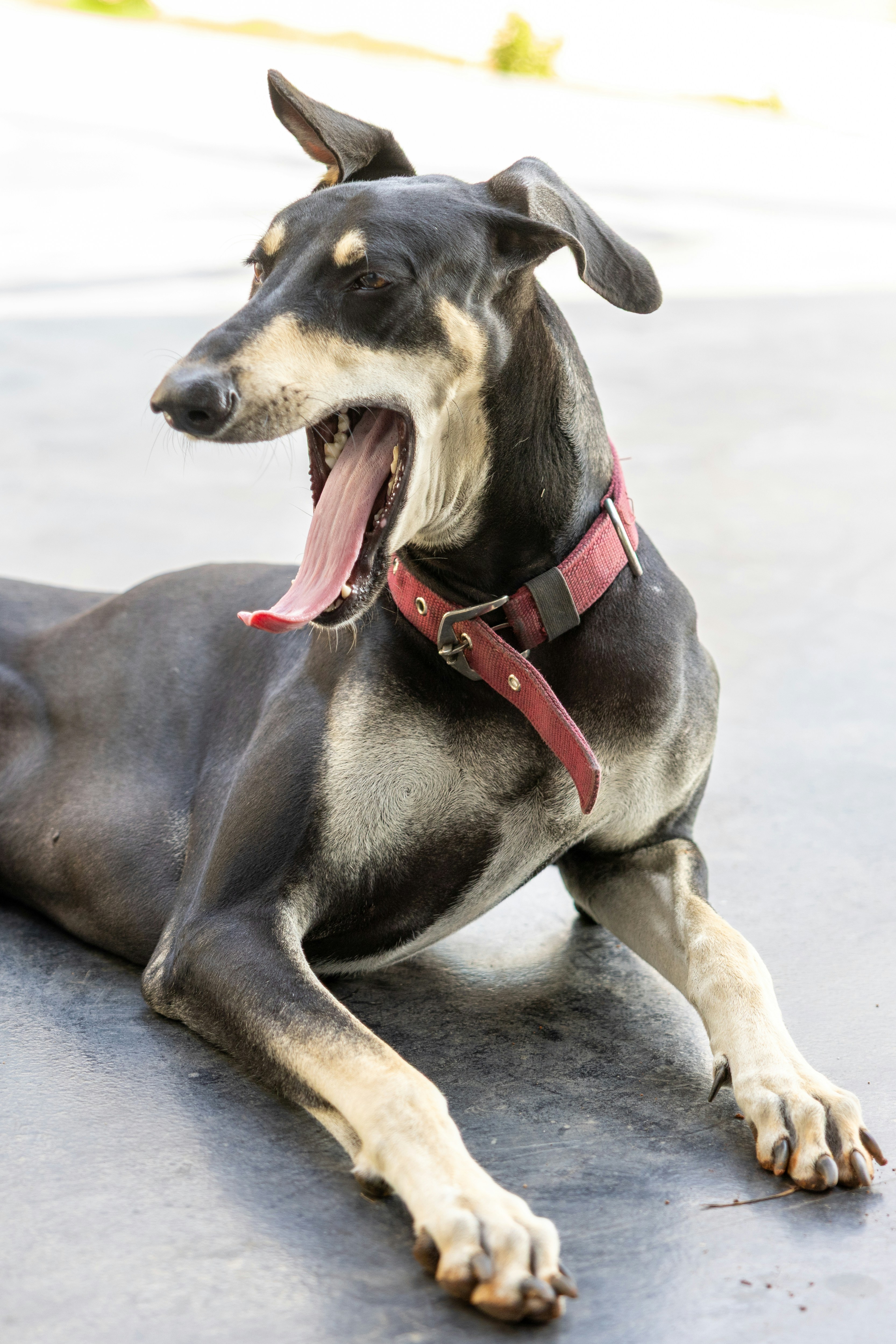 A sleek black and tan dog yawns widely.