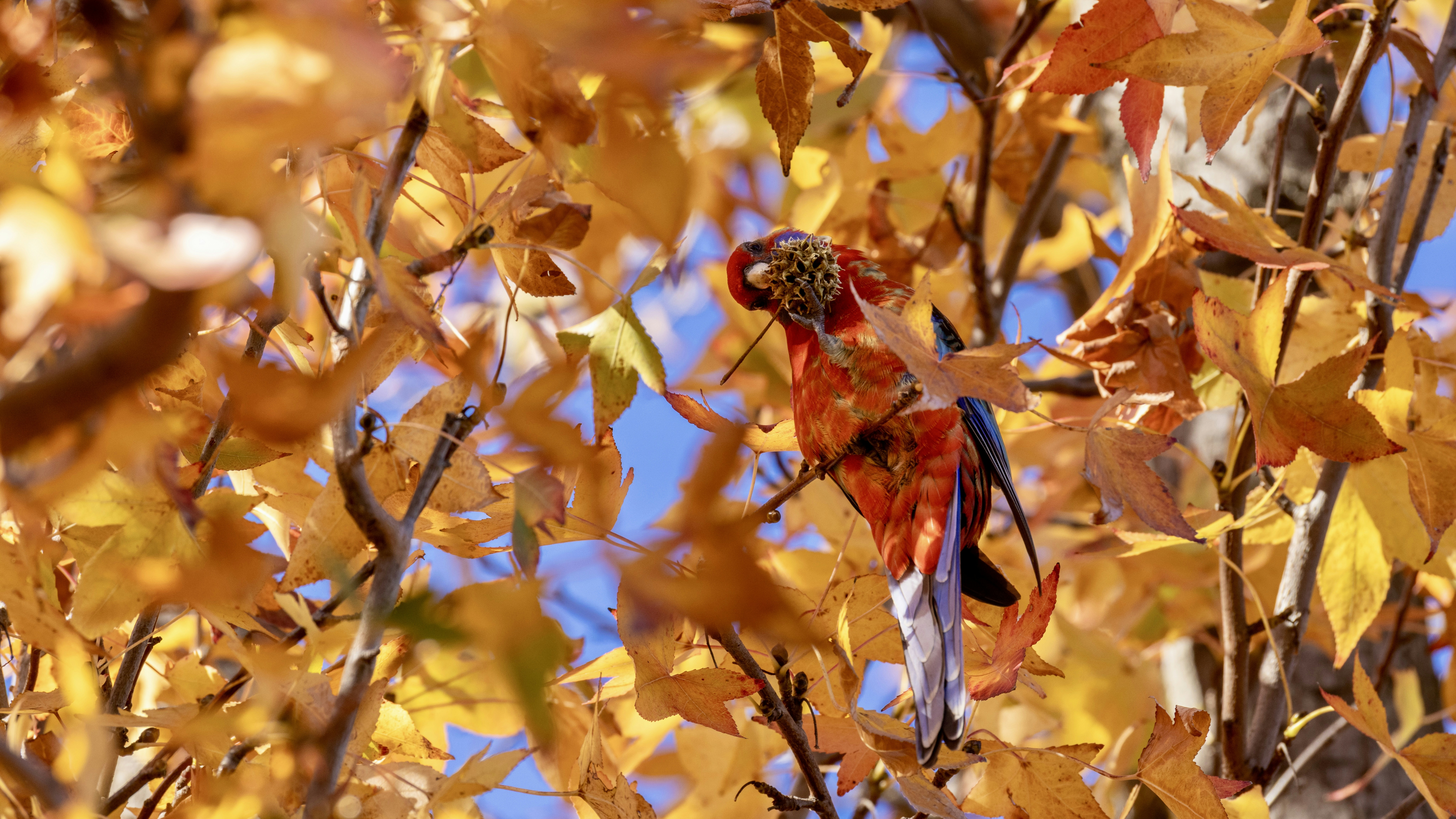 A colorful parrot perched among golden autumn leaves.