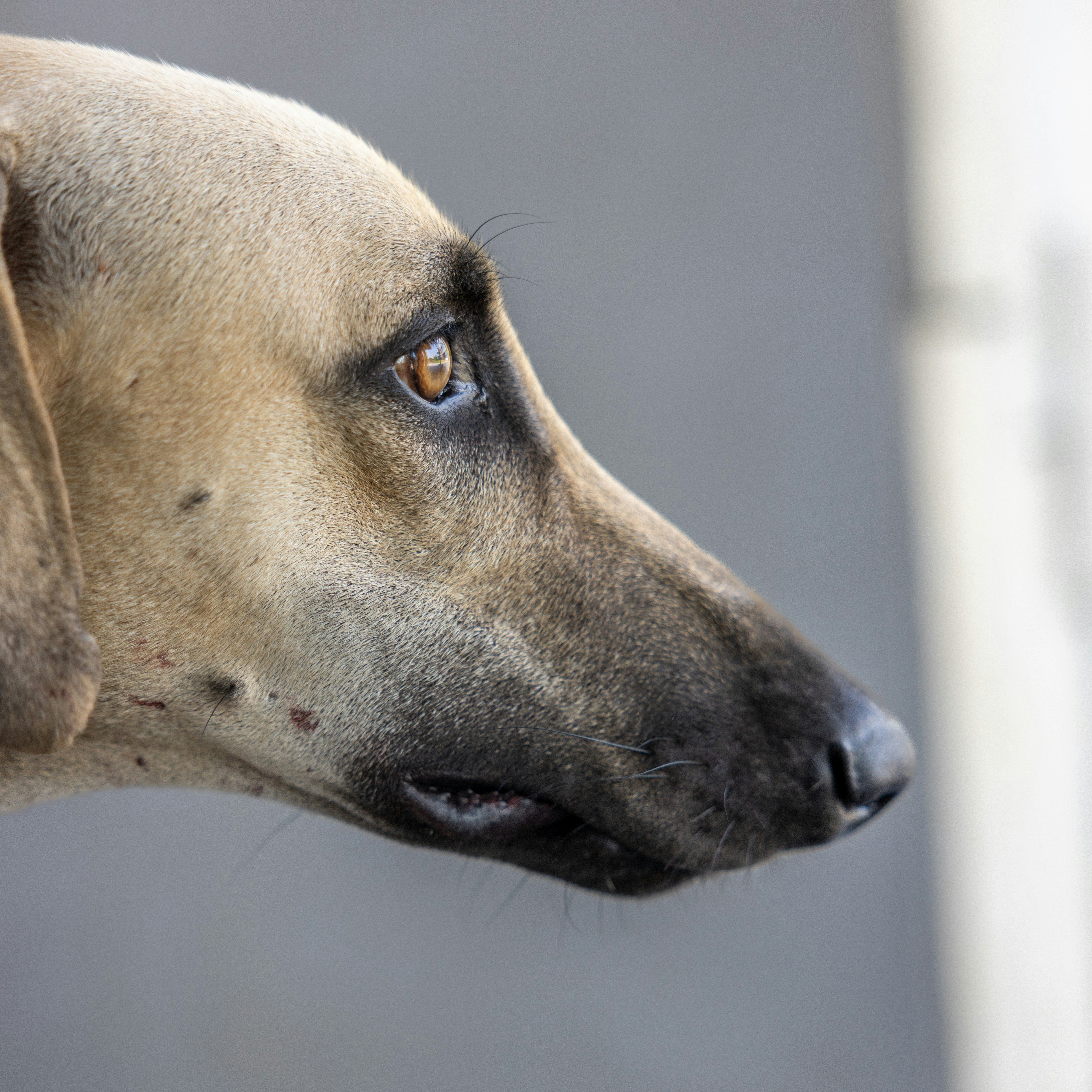 Close-up profile of a tan dog's face.