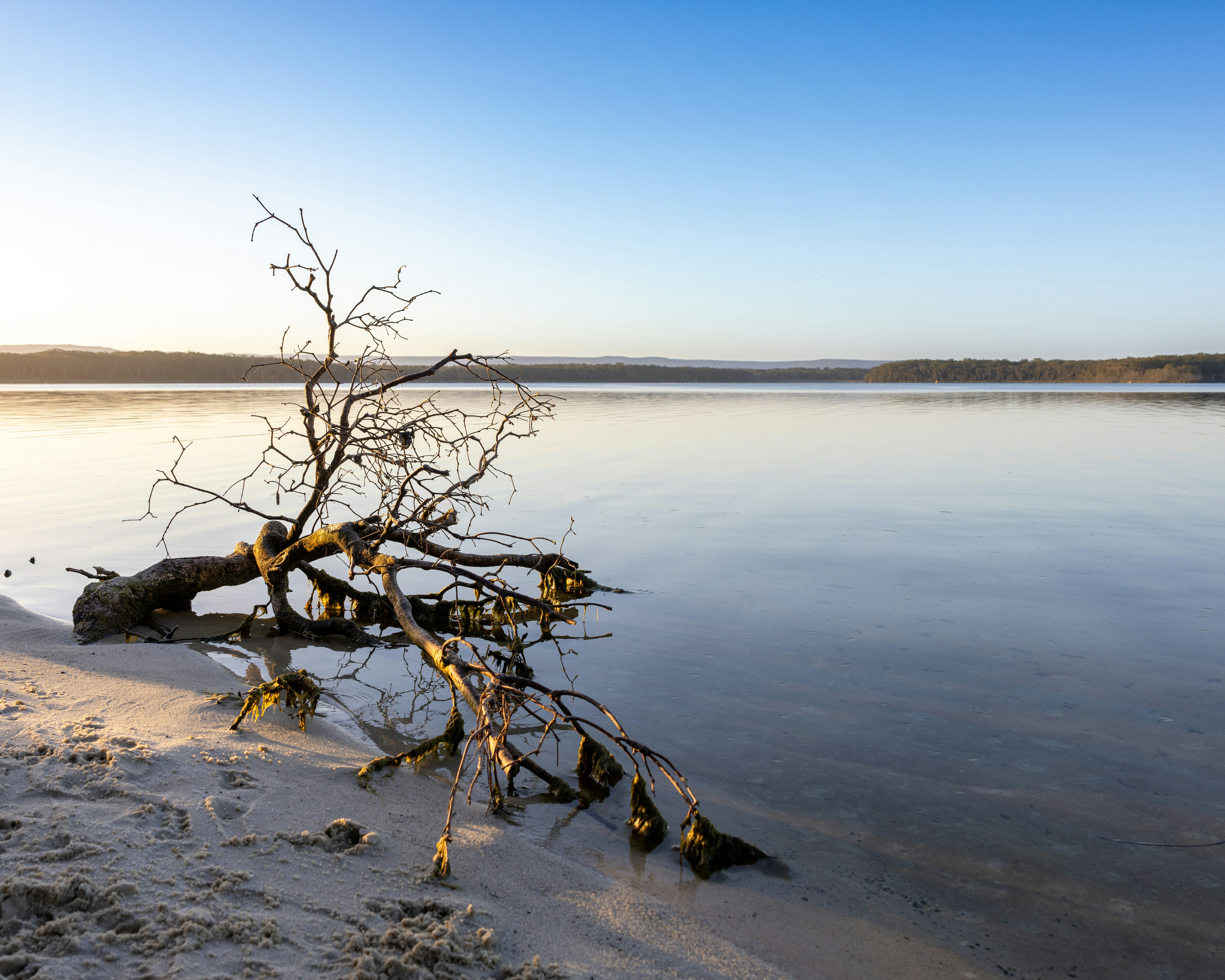 Driftwood on a sandy shore by a calm lake.