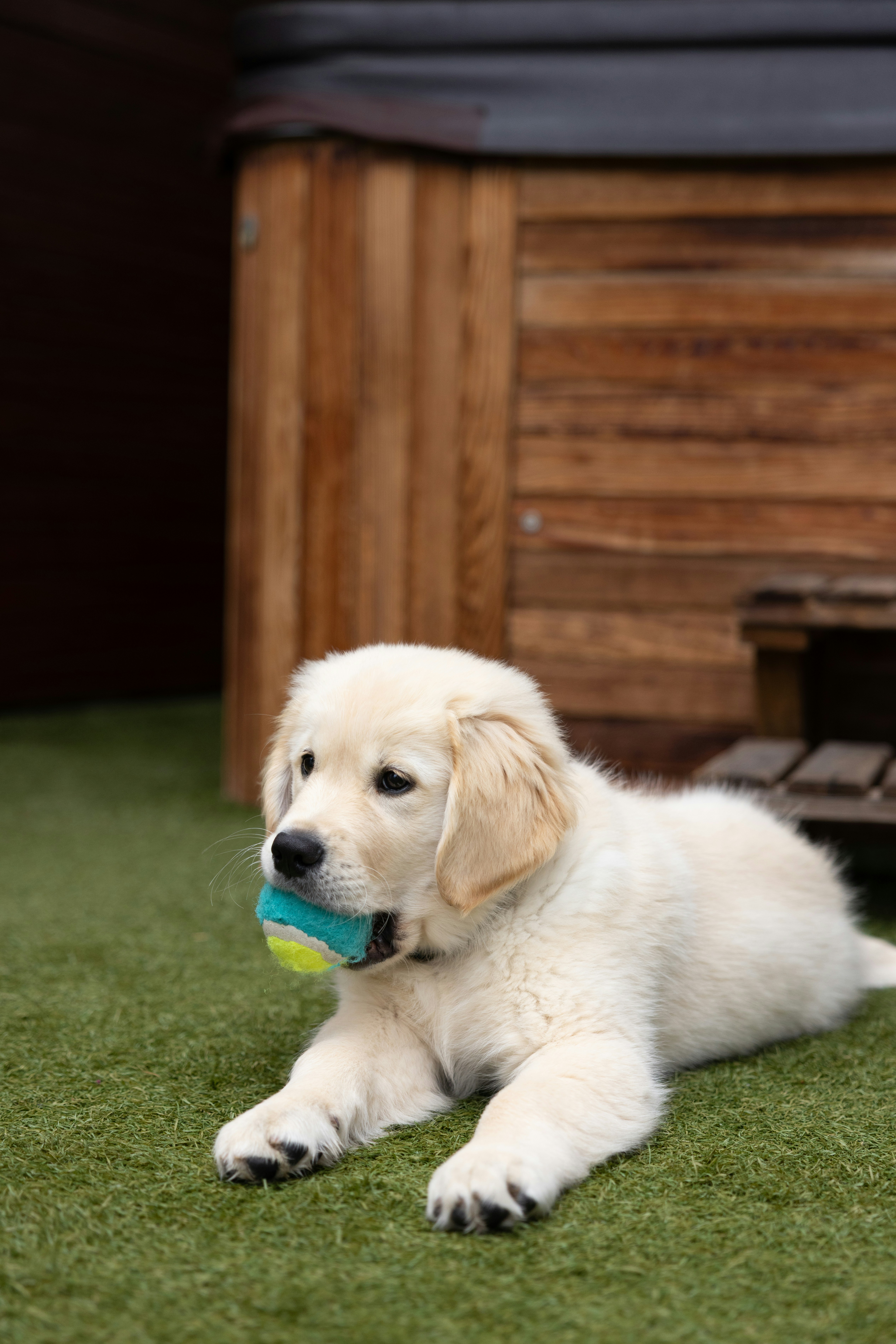 Golden retriever puppy with a ball in its mouth