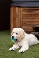 Golden retriever puppy with a ball in its mouth
