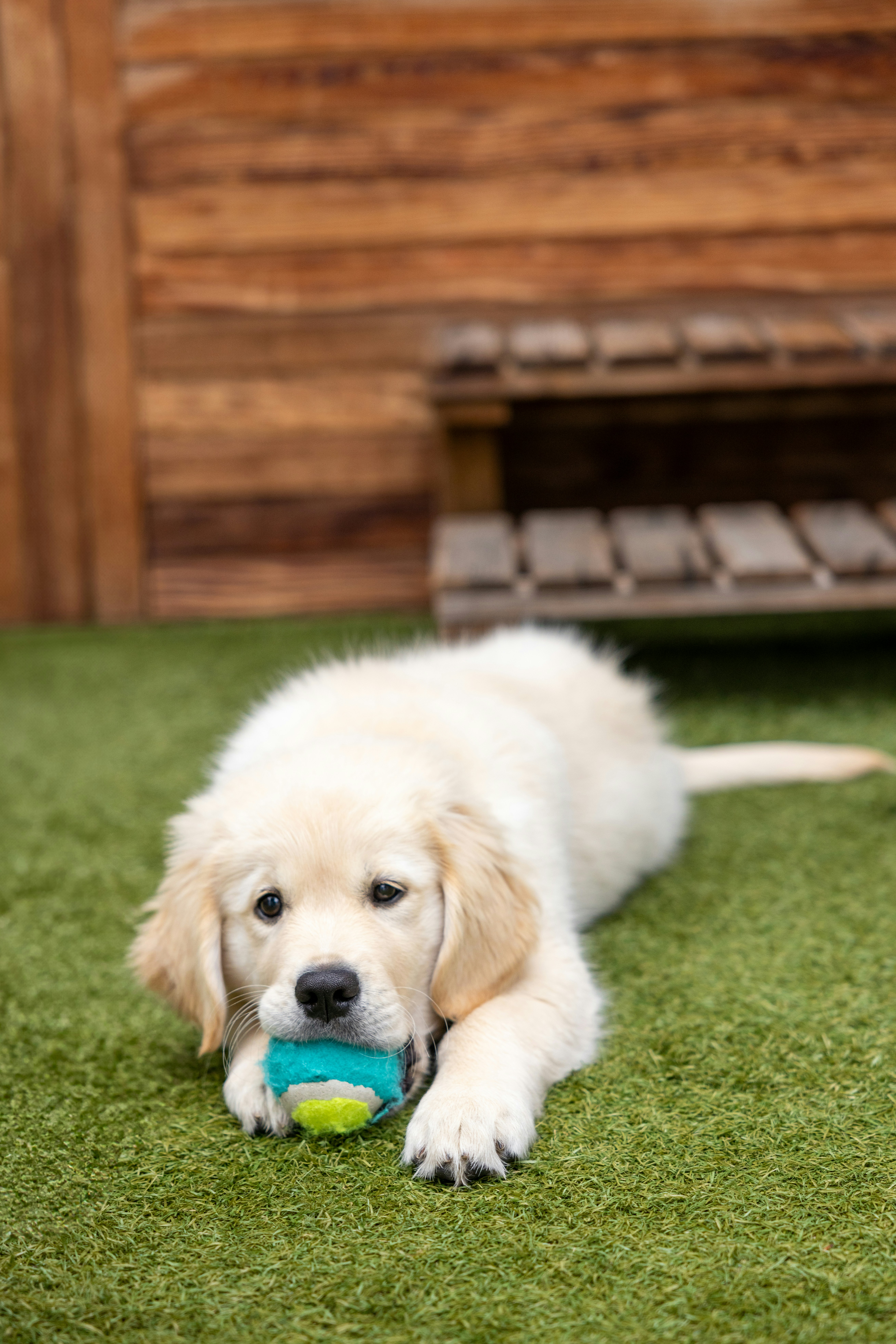 A golden retriever puppy chews on a ball.