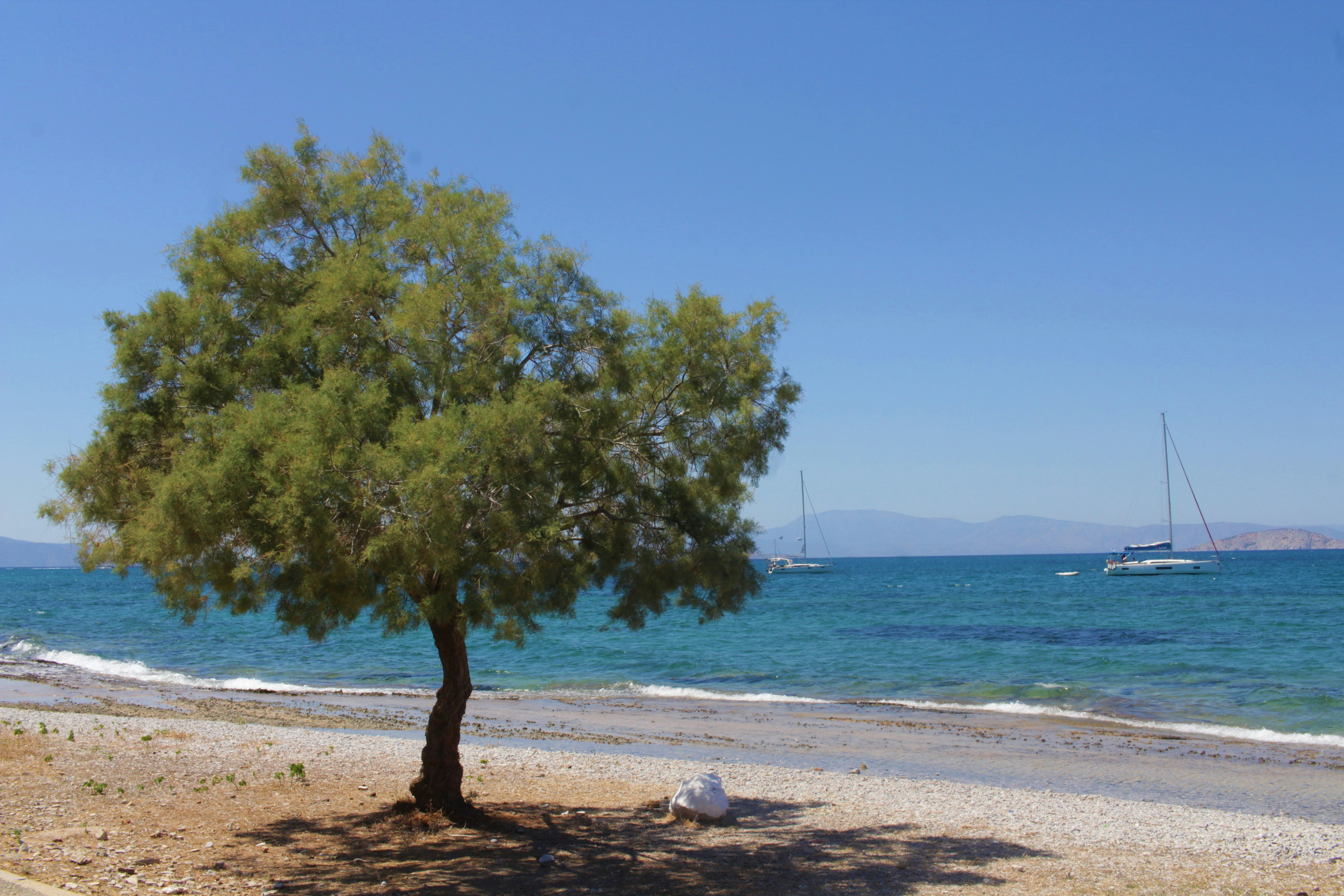 A lone tree on a beach with sailboats in the ocean.