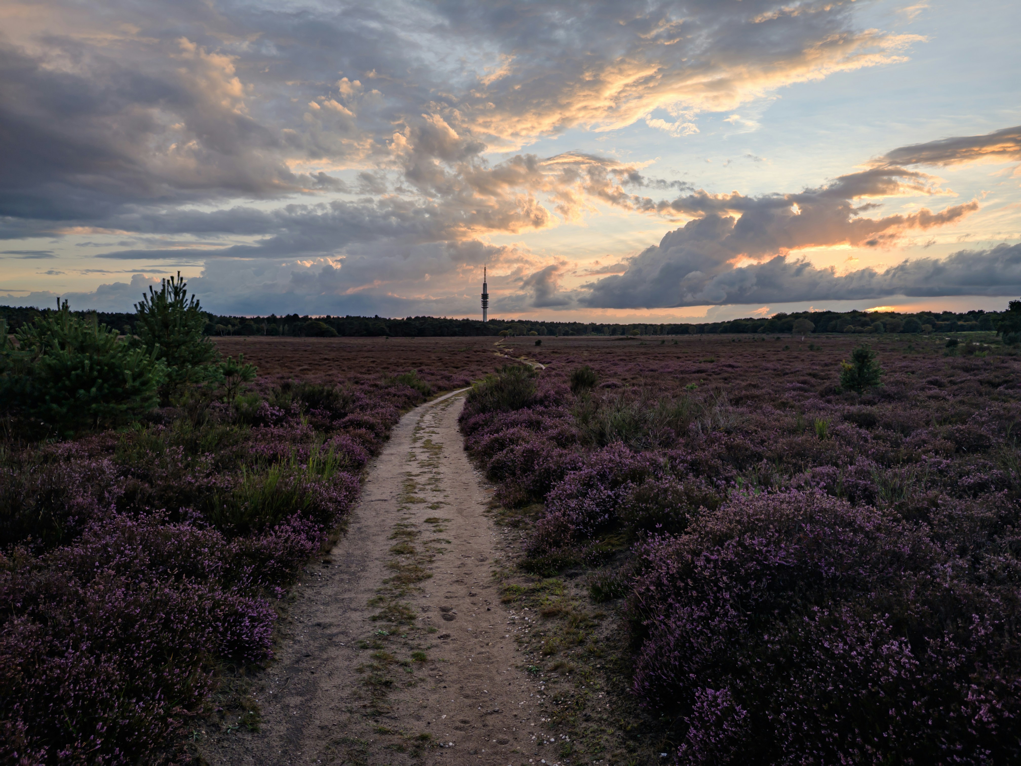 Feldweg durch blühende Heidefelder bei Sonnenuntergang