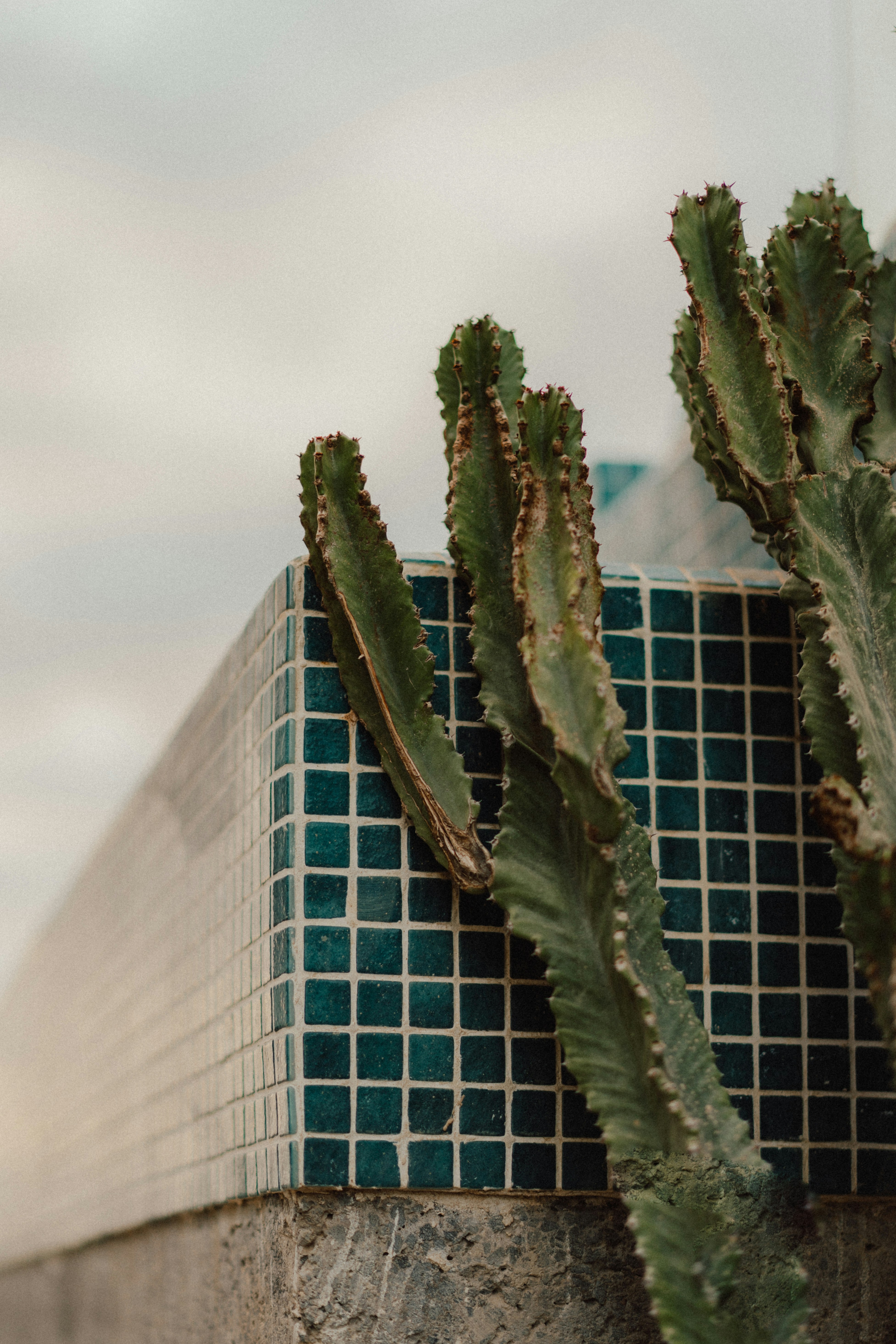 Tall green cactus against a tiled wall