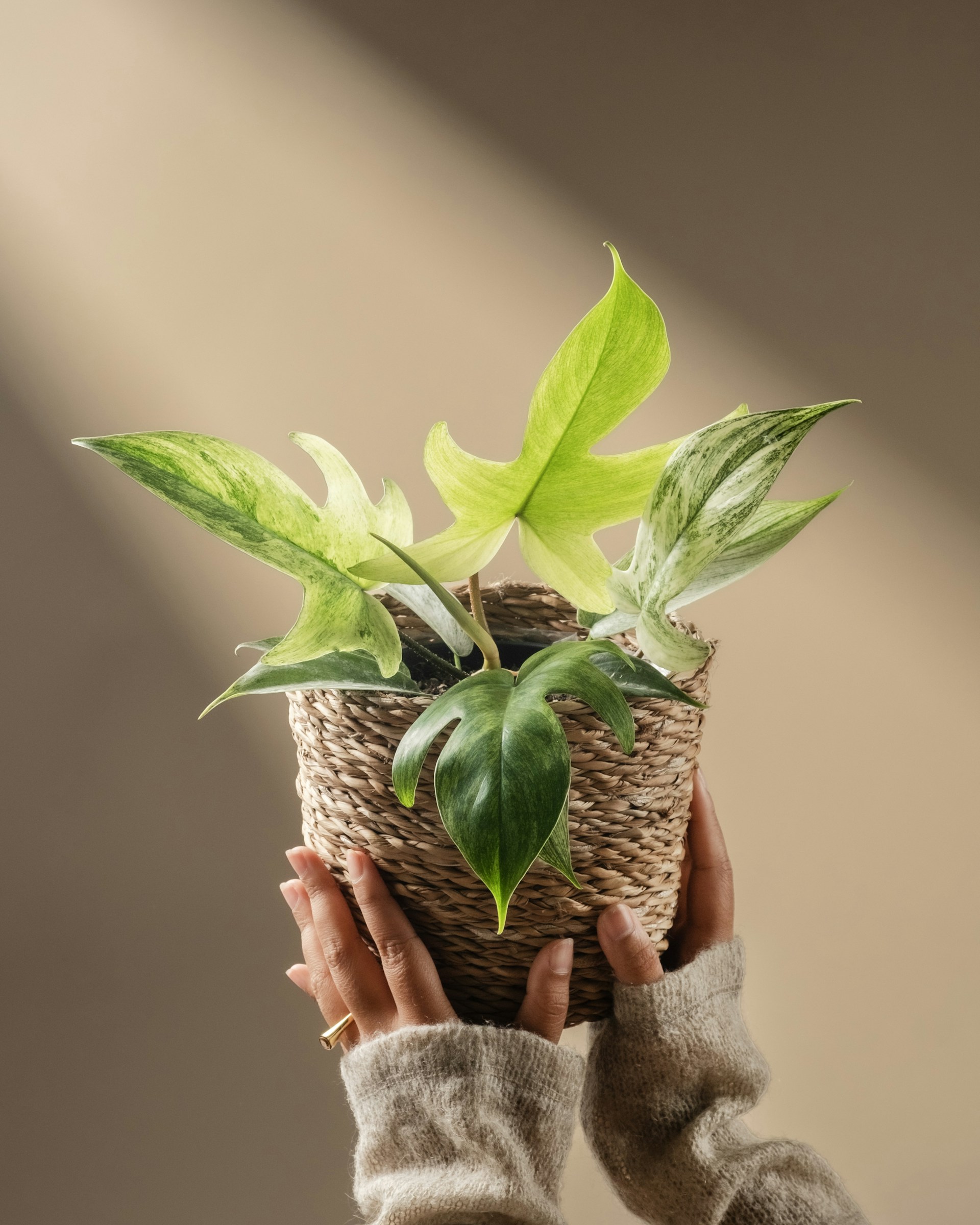 Hands hold a potted plant with variegated leaves.
