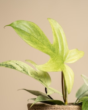 A variegated philodendron leaf with a beige background.