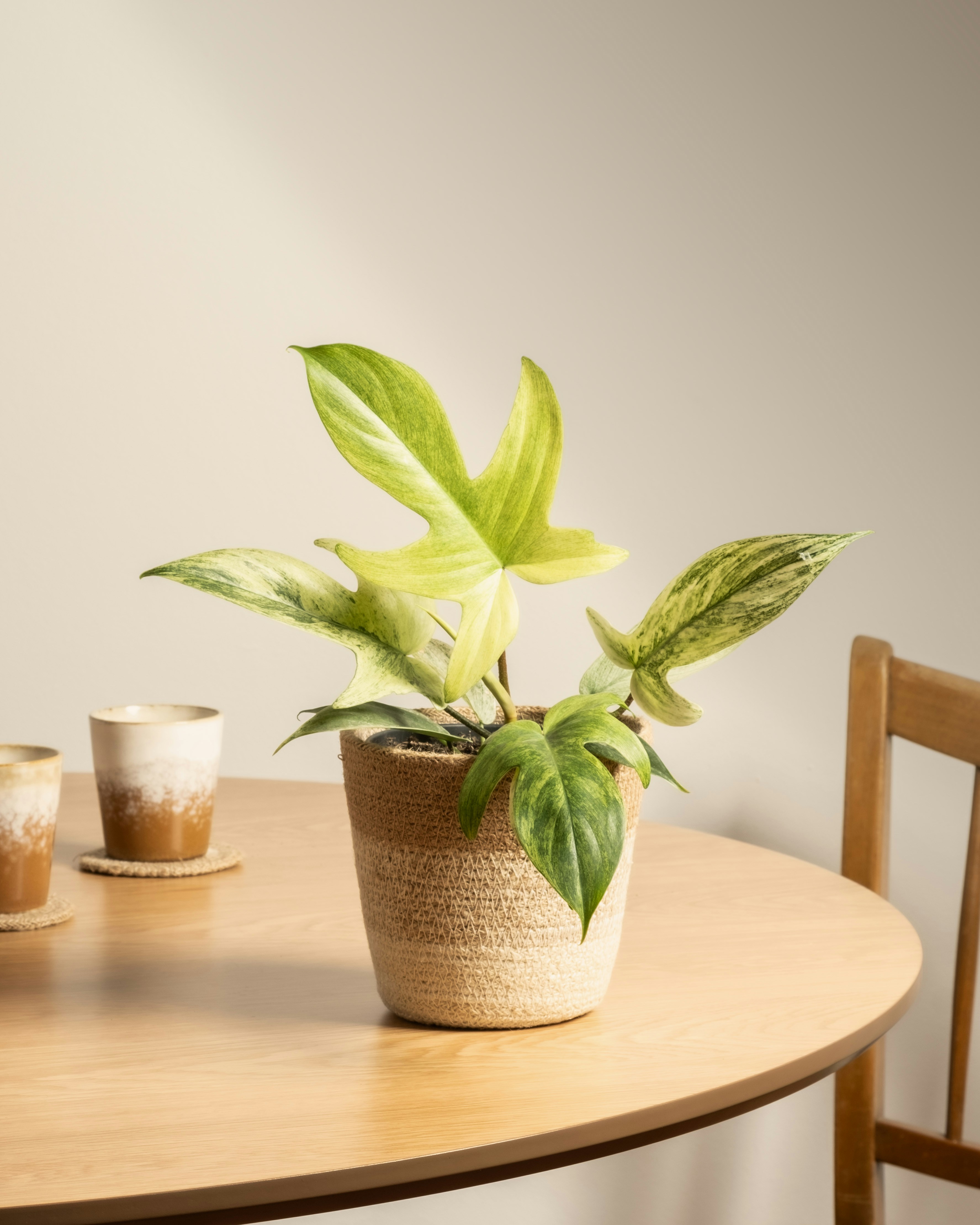 Photo by feeypflanzen