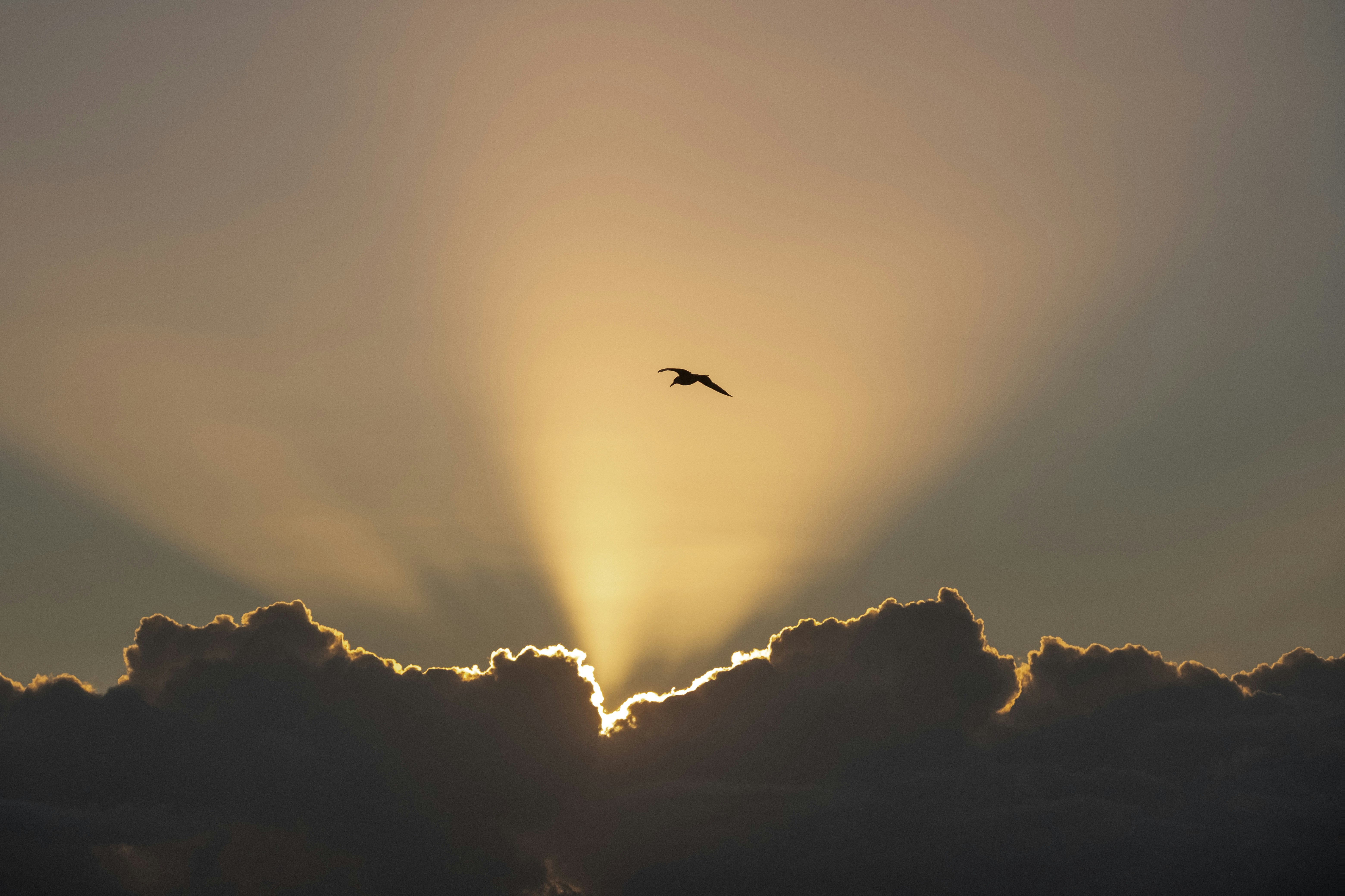 Un uccello solitario vola tra i raggi del sole dietro le nuvole