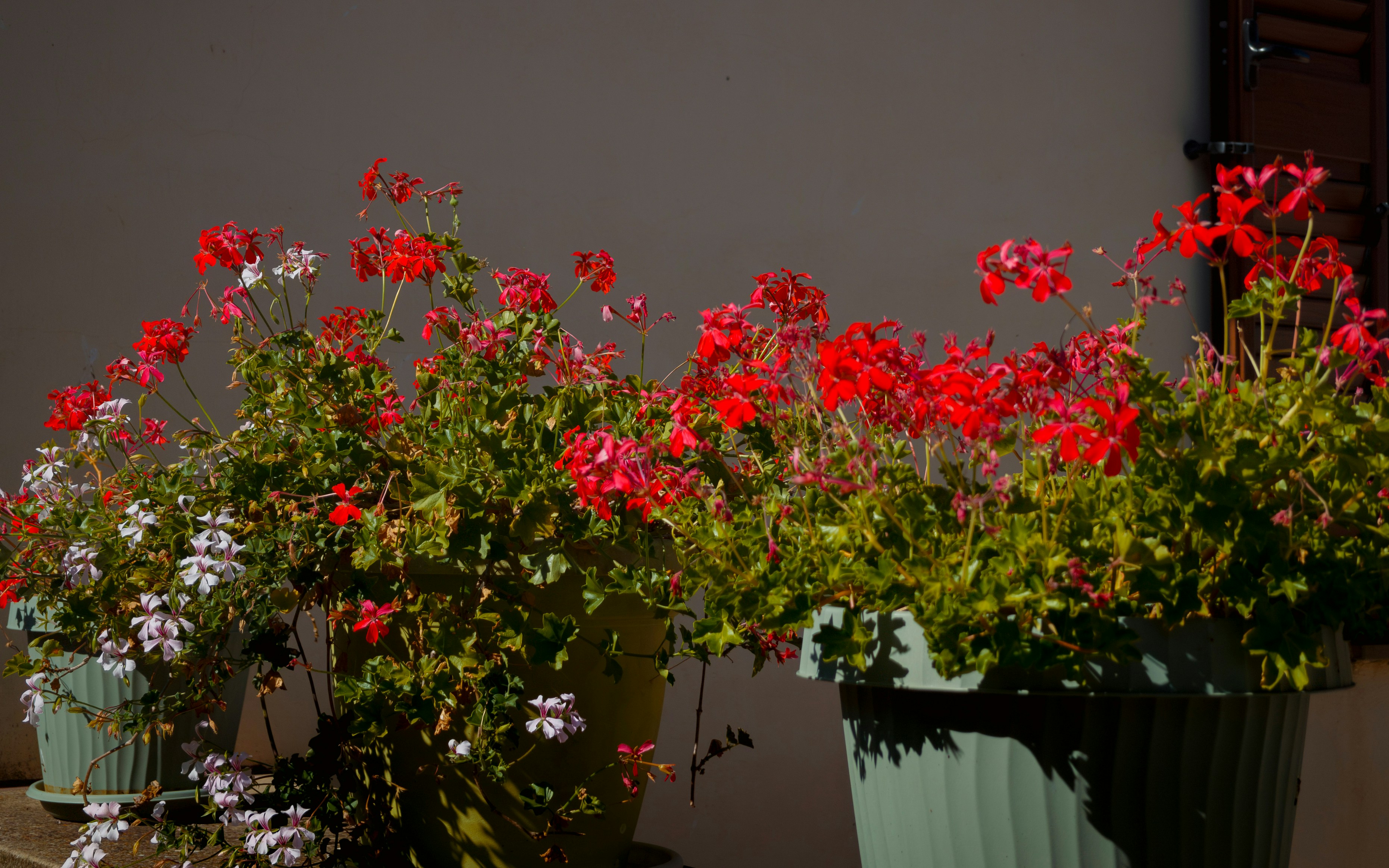 Red and pink flowers in pots on a sunny day.