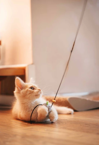 A small kitten plays with a string toy indoors.