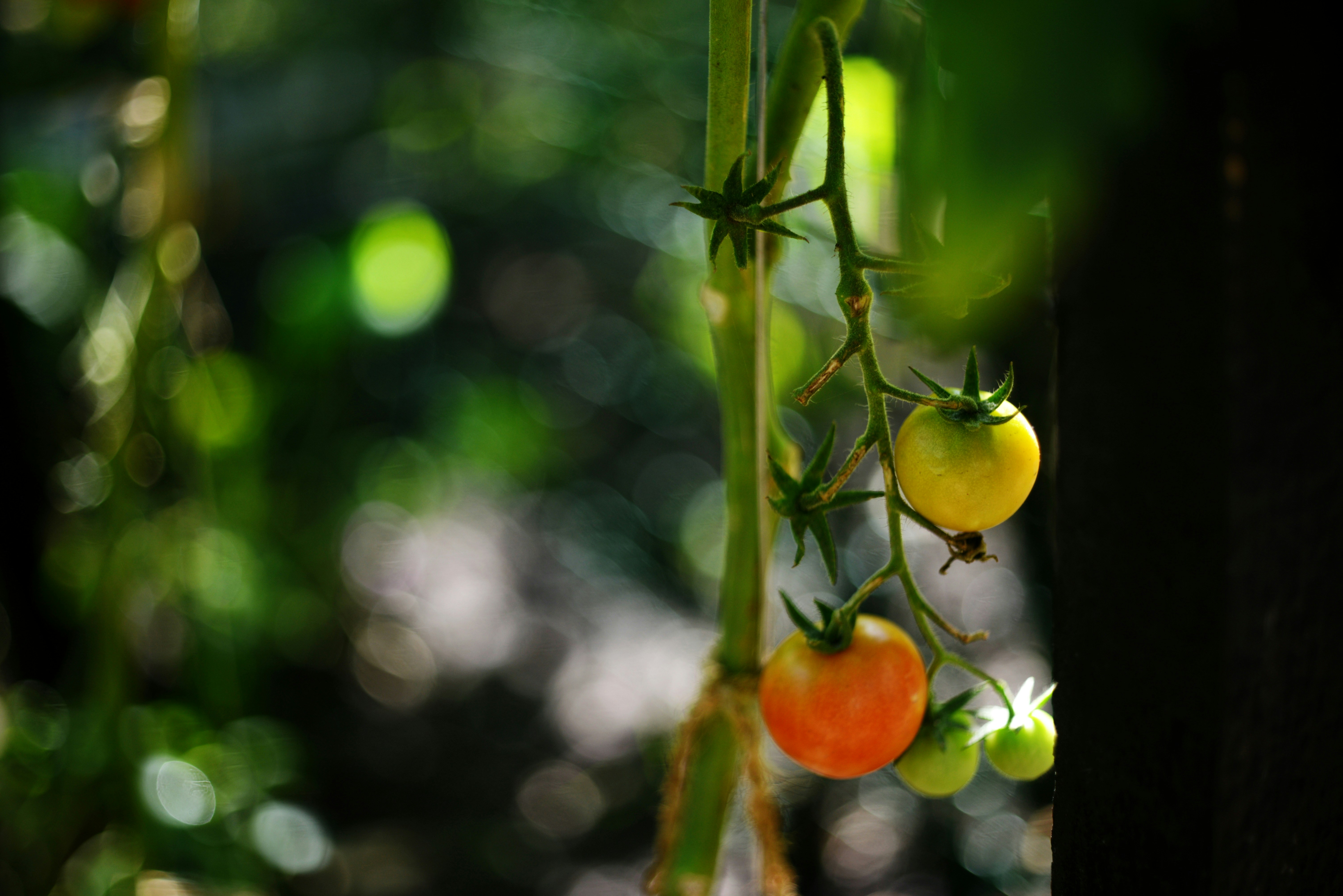 Photo by cherstve_pechivo