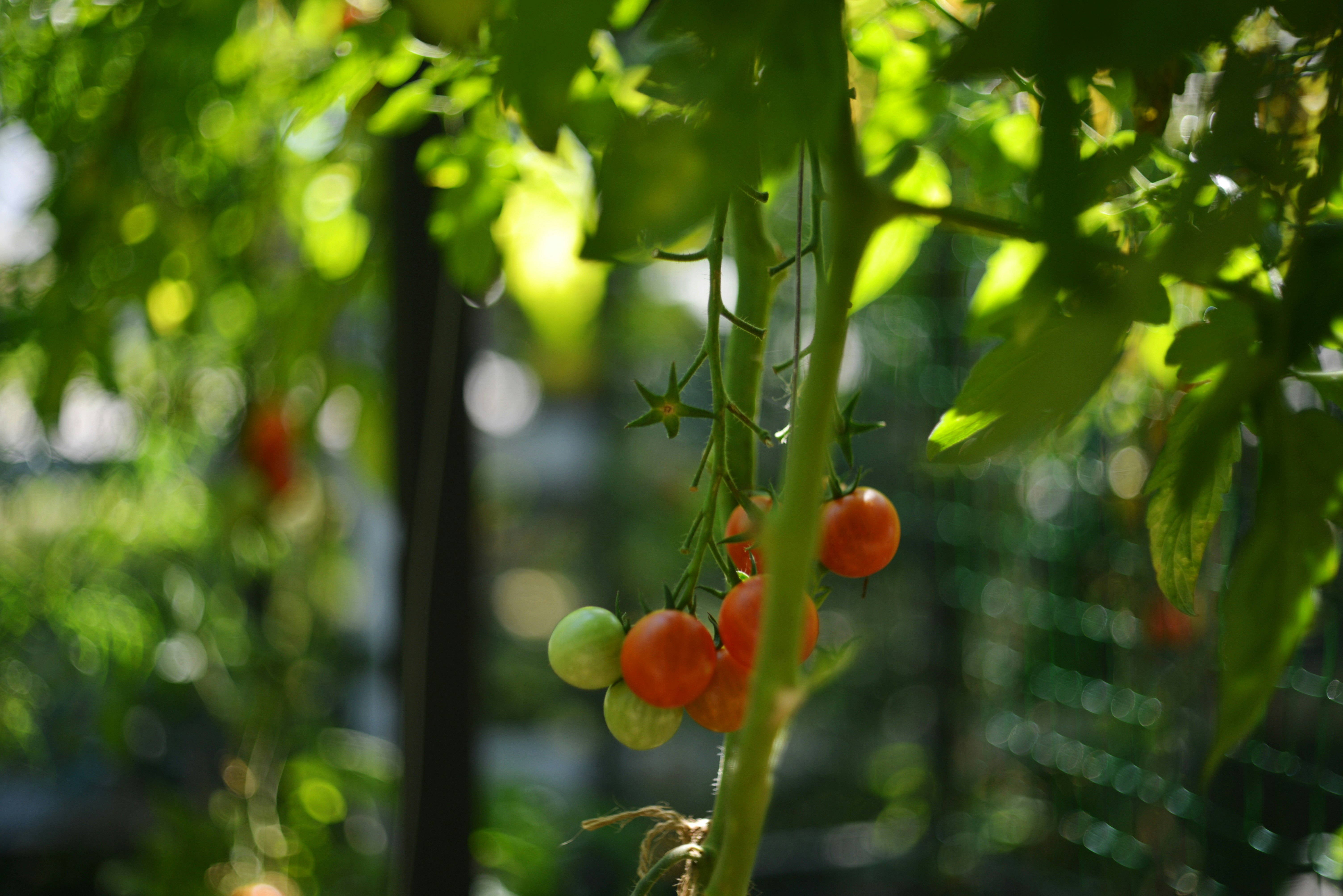 Photo by cherstve_pechivo