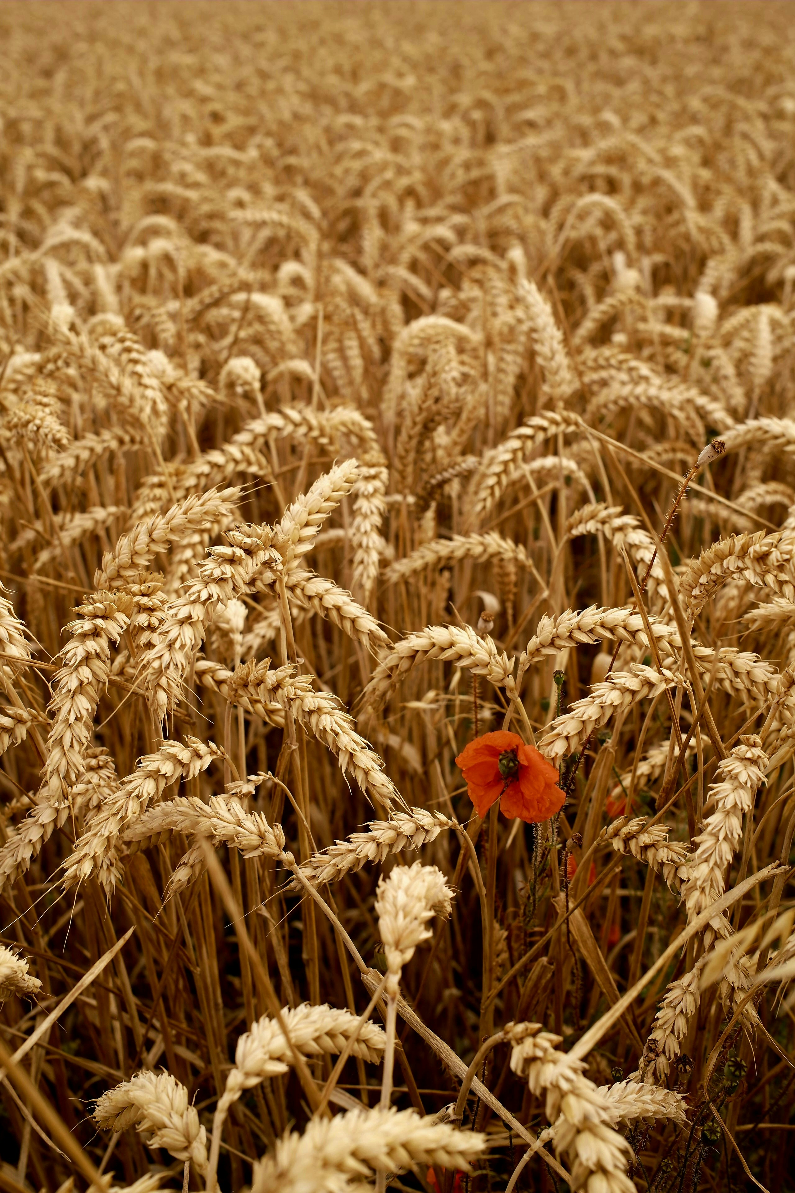 A single red poppy stands out in a field of wheat.