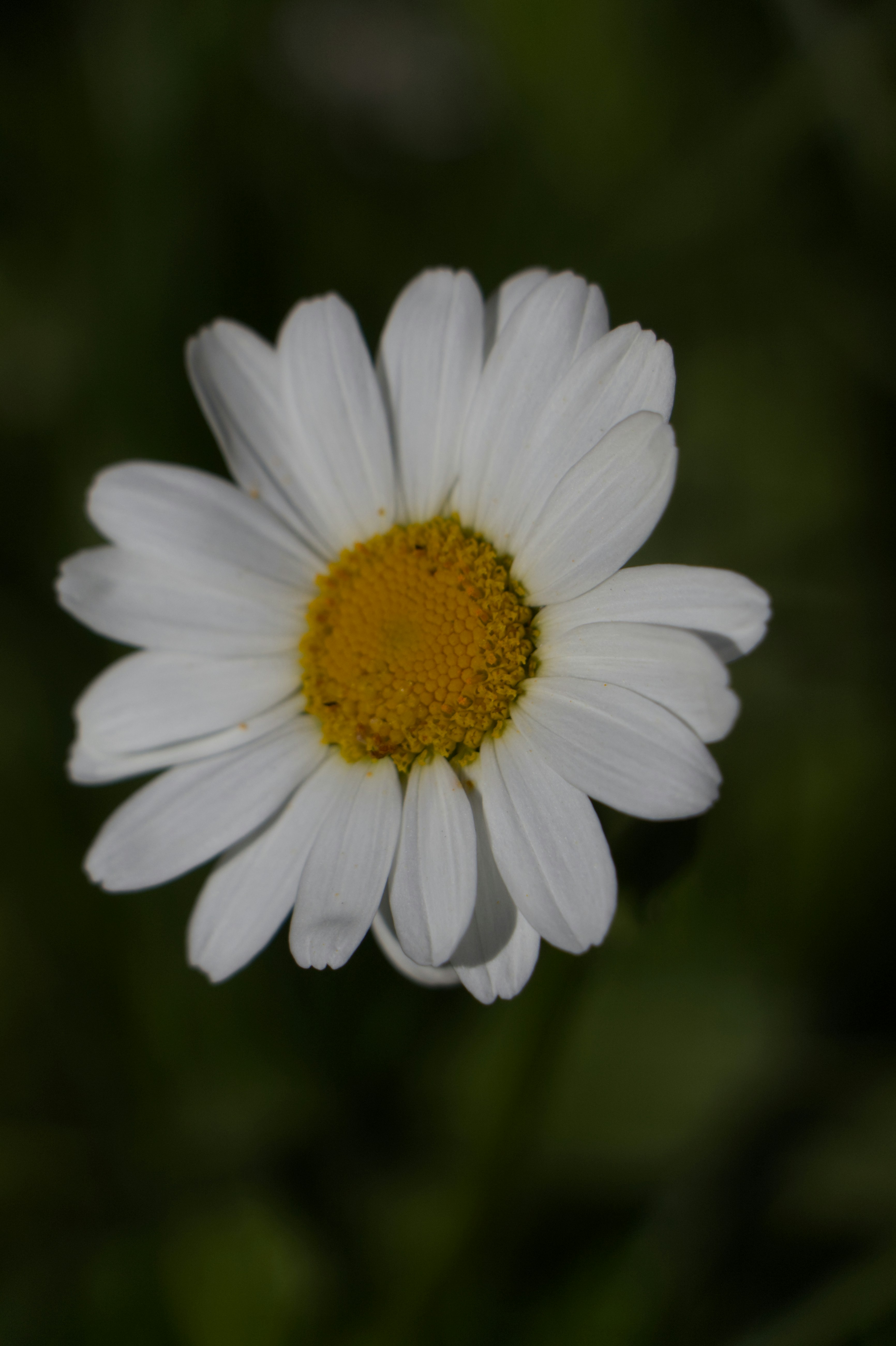 Photo by spaceboundstudio