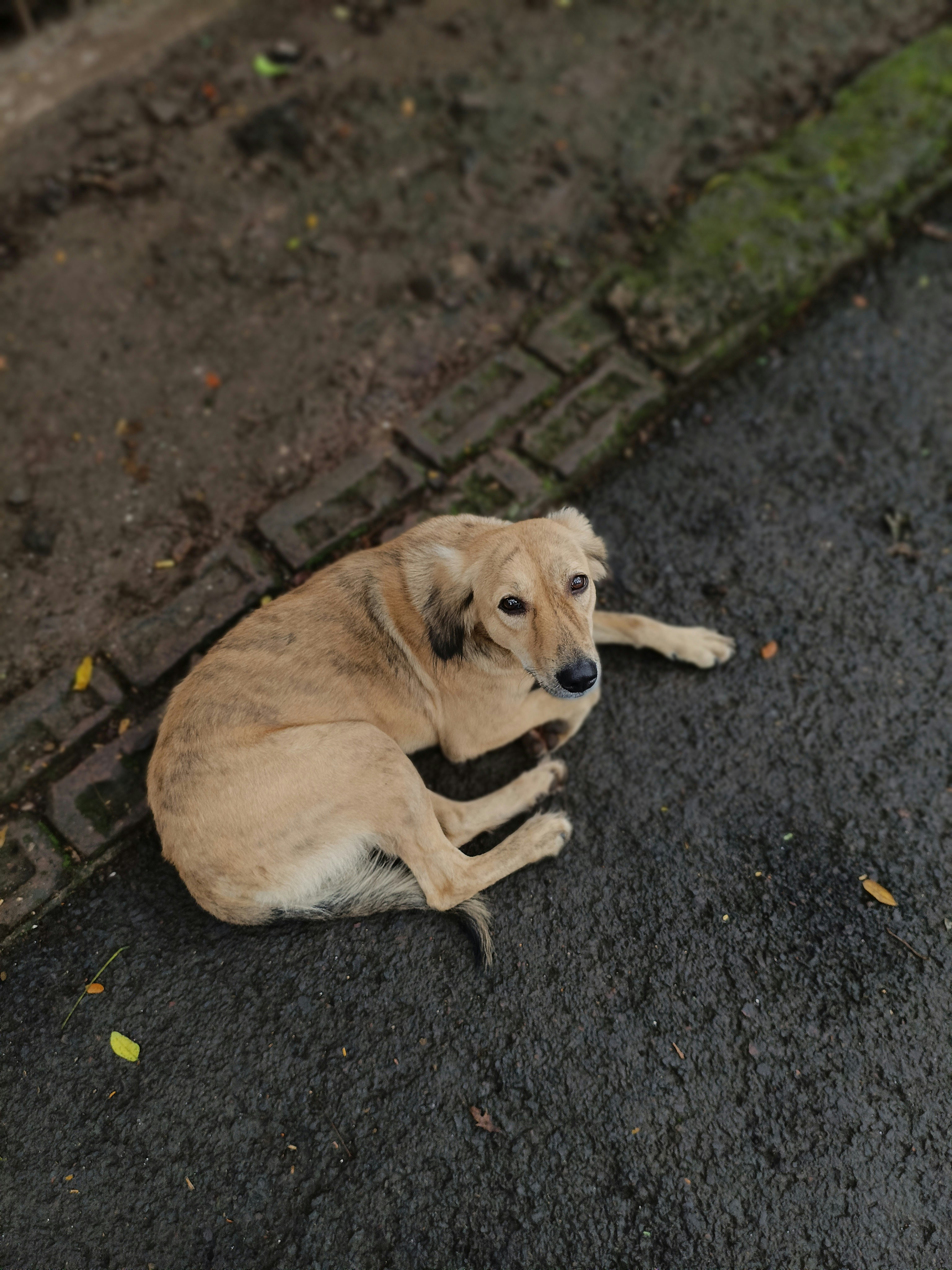 A light brown dog lies on a paved surface.