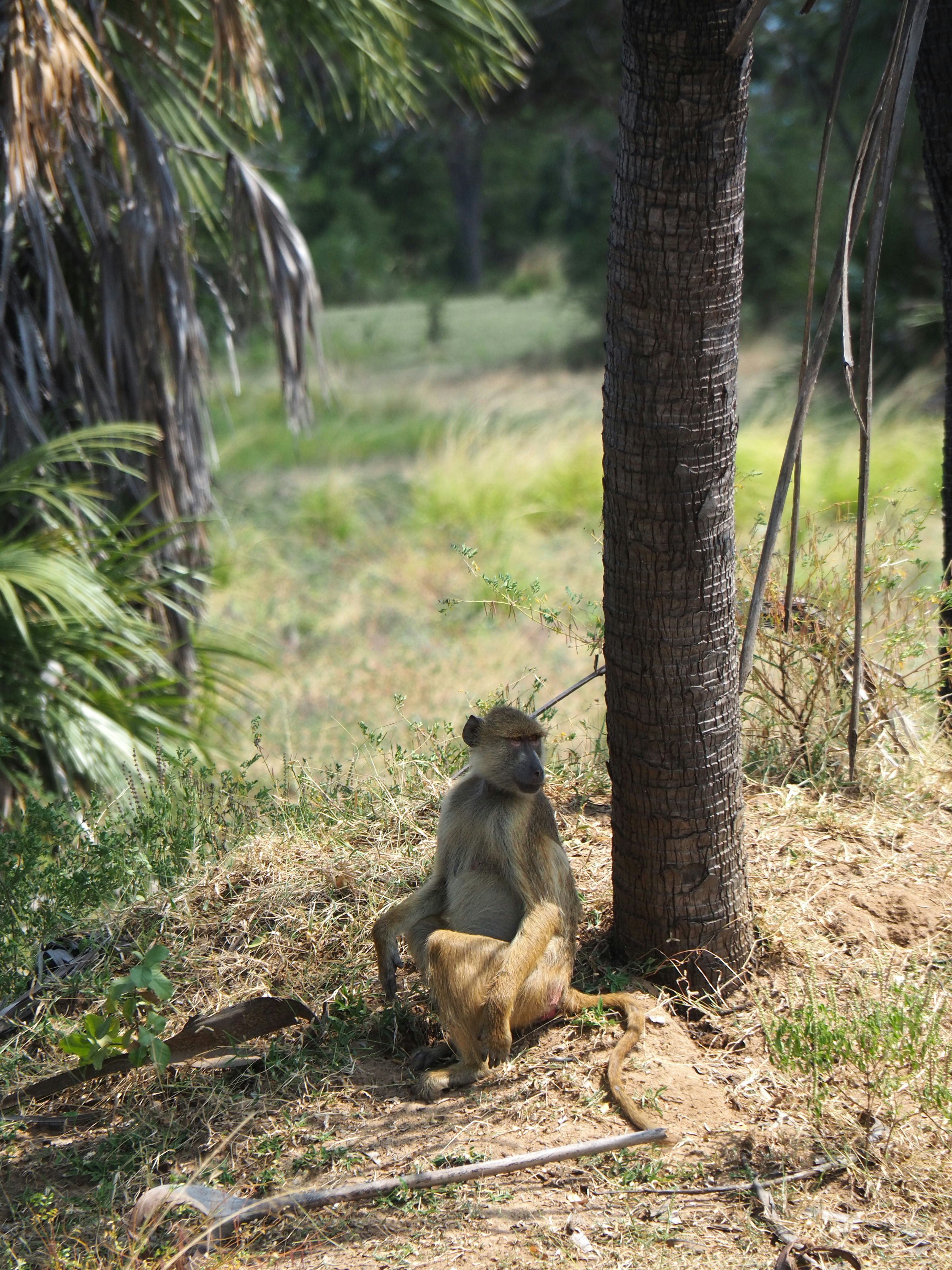Baboon sitting by a palm tree in grassy field.