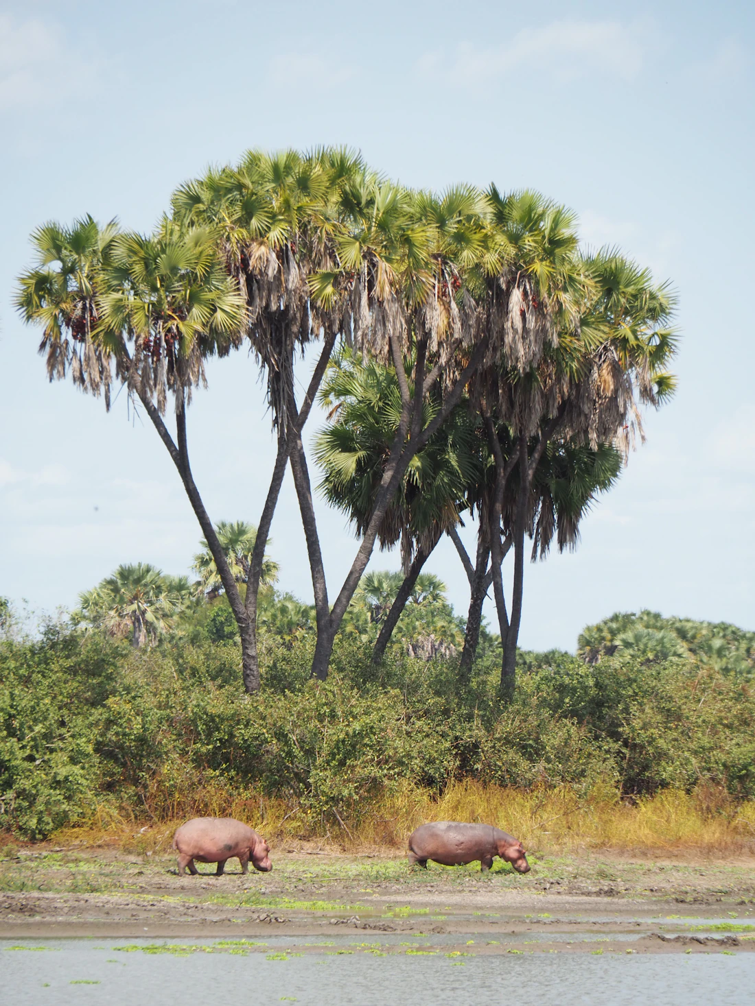 Nyerere National Park