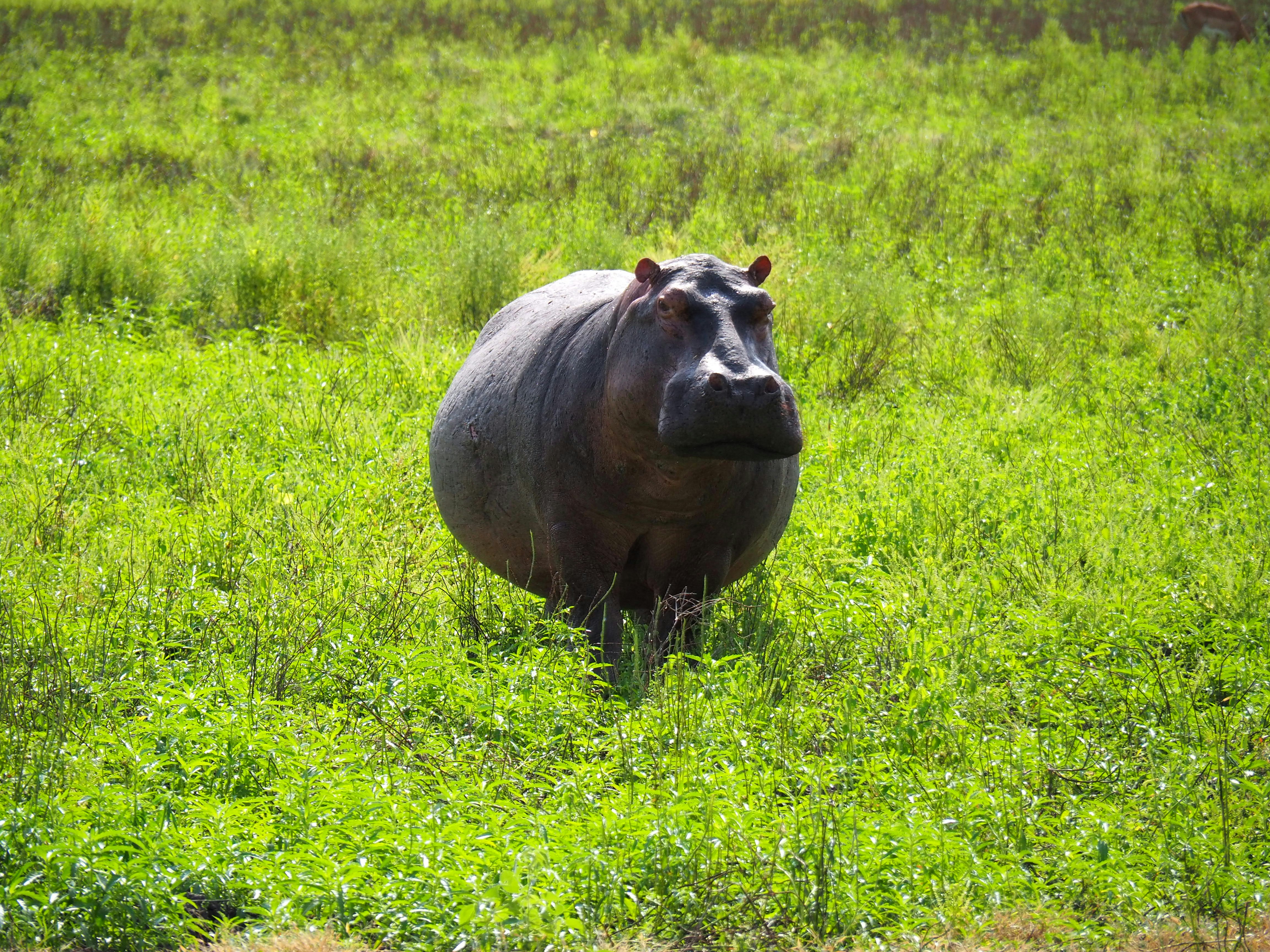 A large hippopotamus stands in a grassy field.