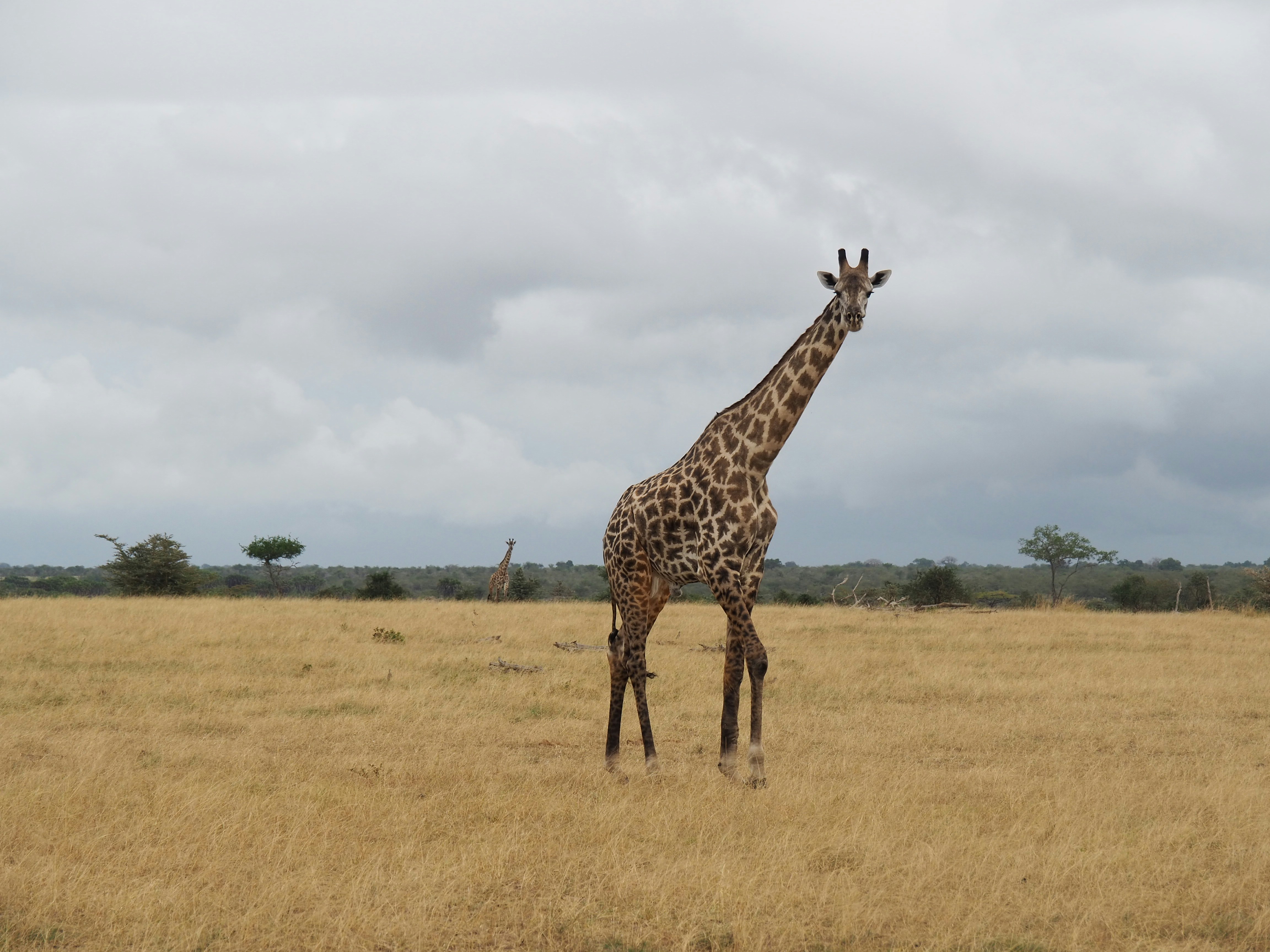 A giraffe stands in a dry grassy field.