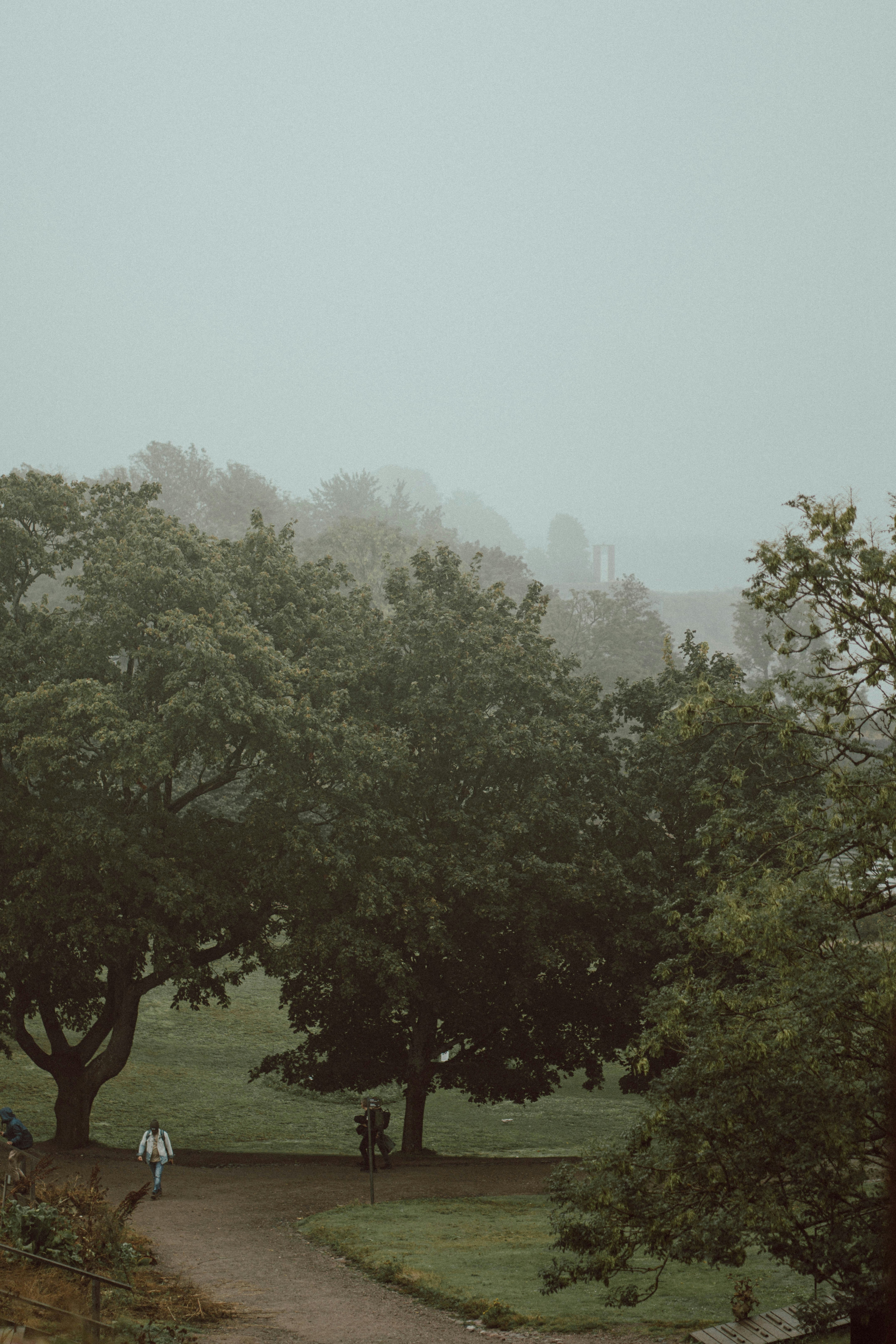 Misty park landscape with trees and people walking path