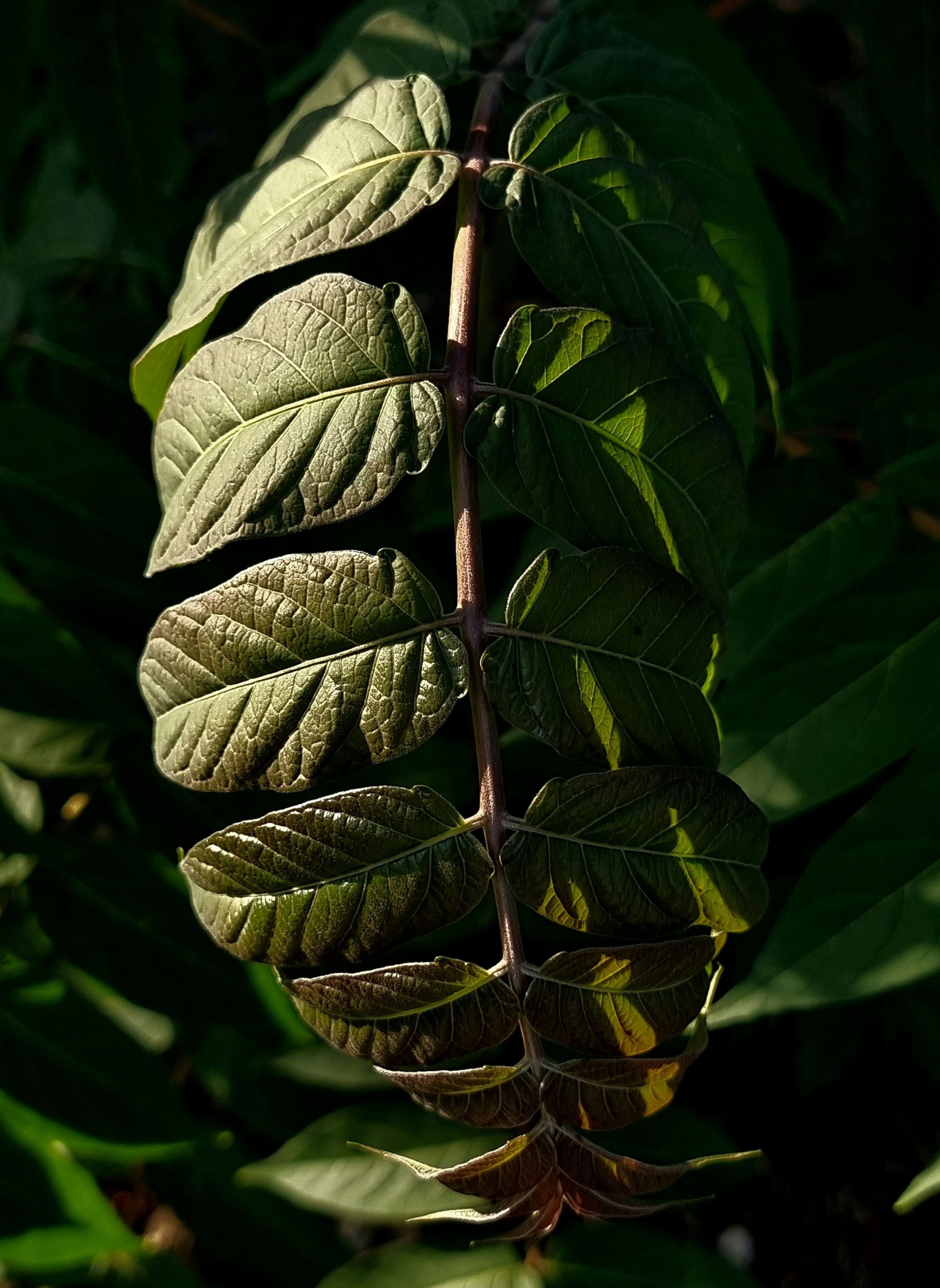 Close-up of a branch with green leaves