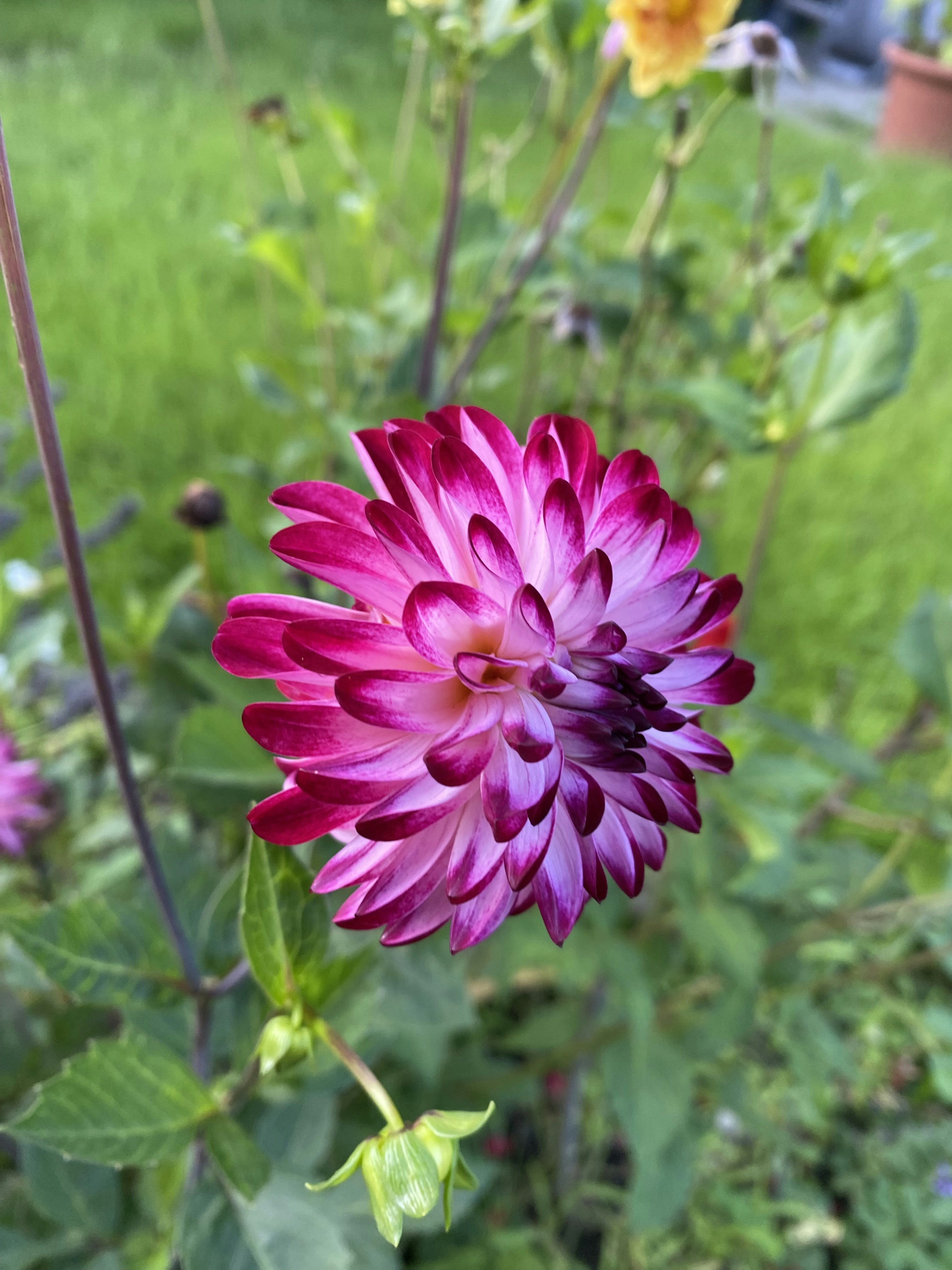 Photo by gabriel_lupu