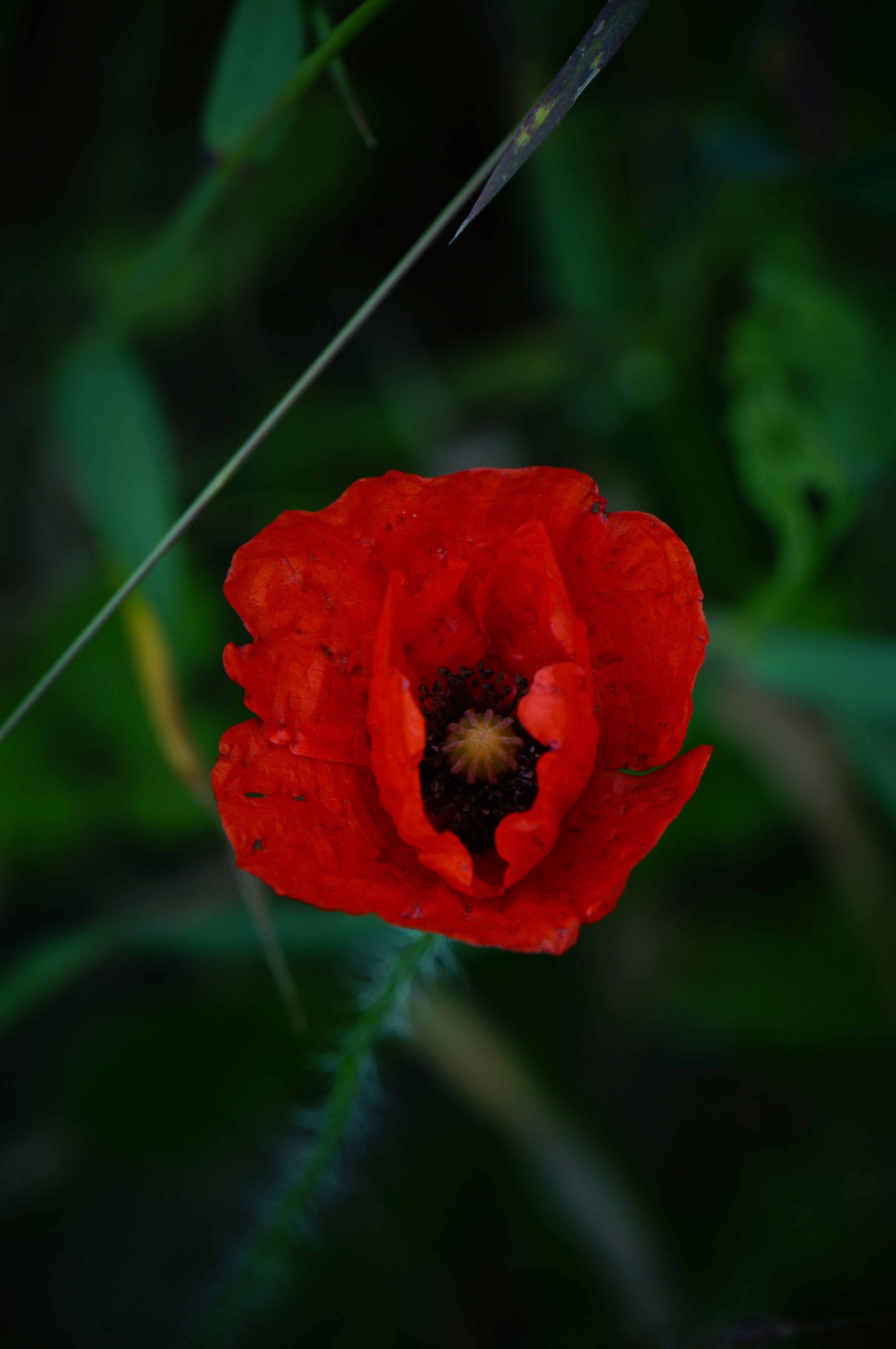 A single red poppy flower in a field. photo – Free Flower Image on Unsplash