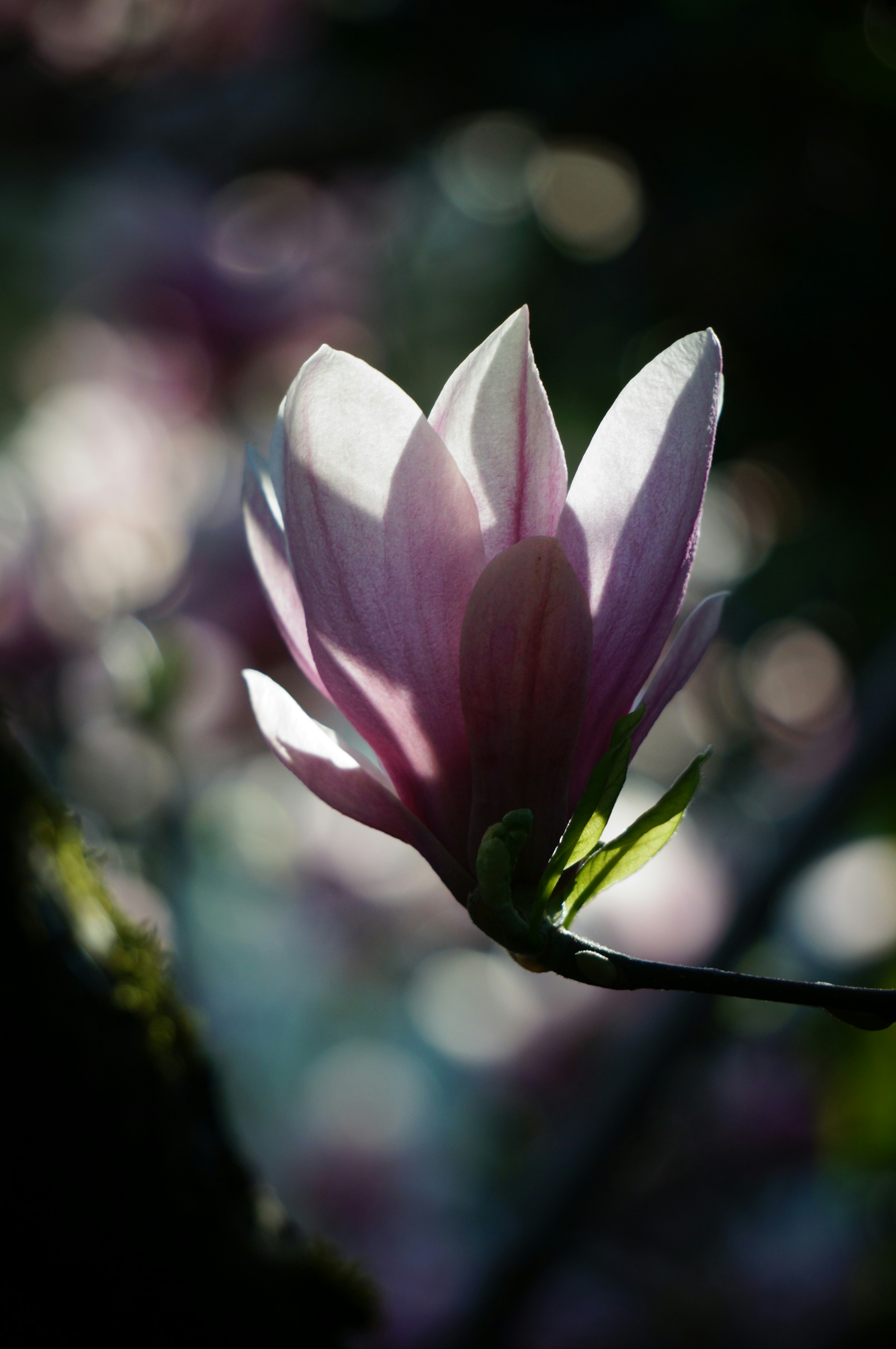 Photo by megaviolence